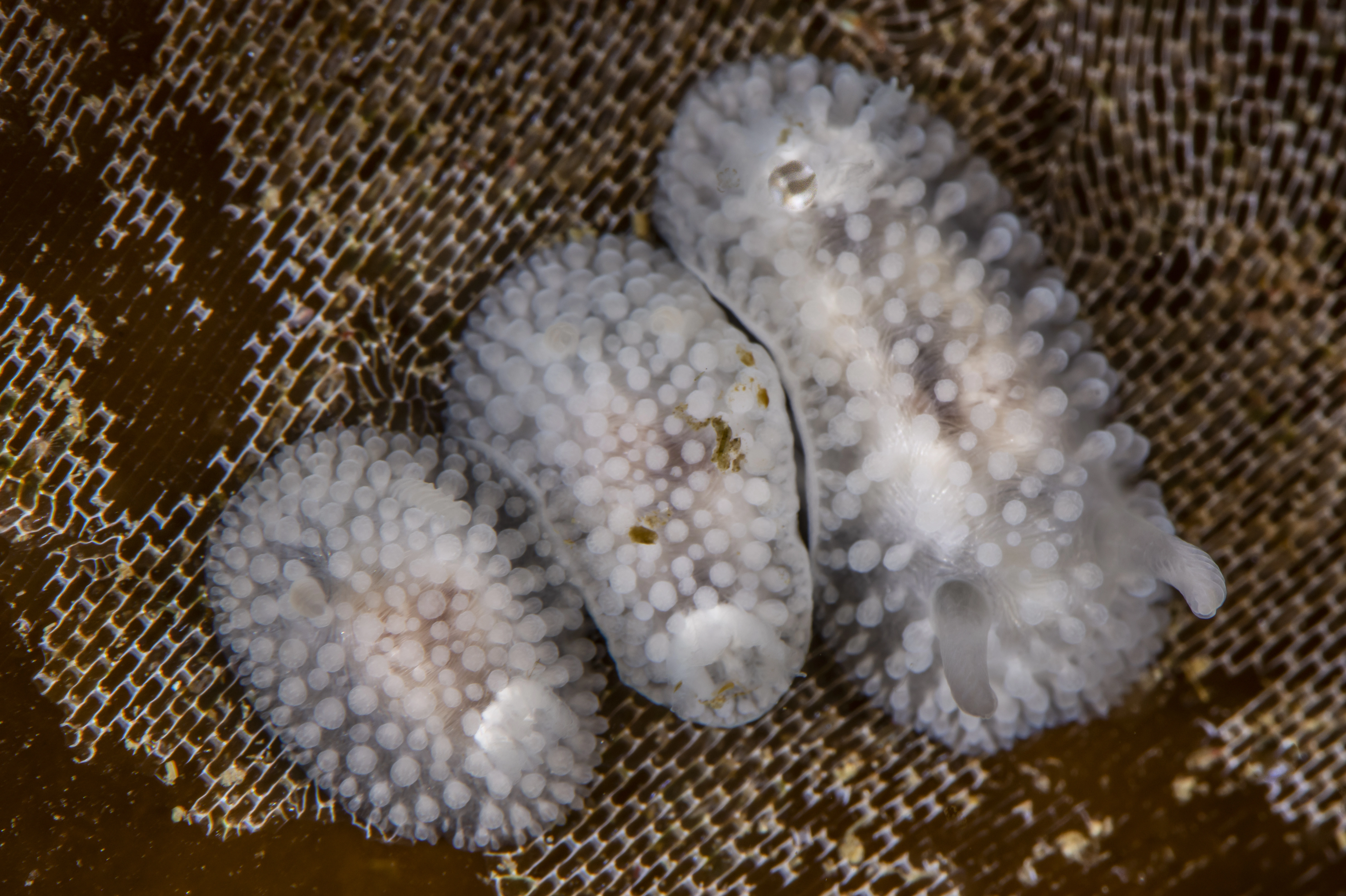 : Onchidoris muricata.