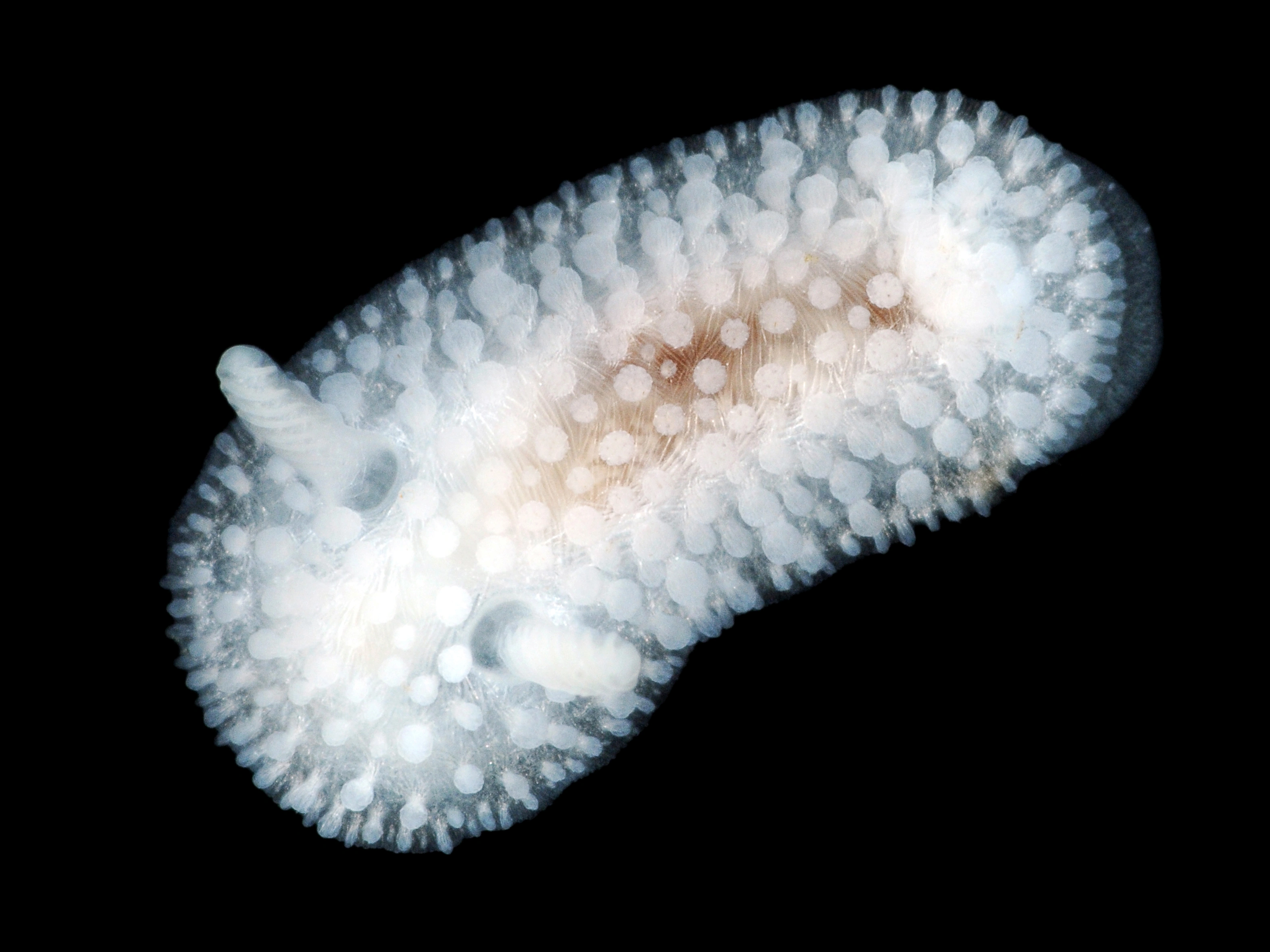 : Onchidoris muricata.