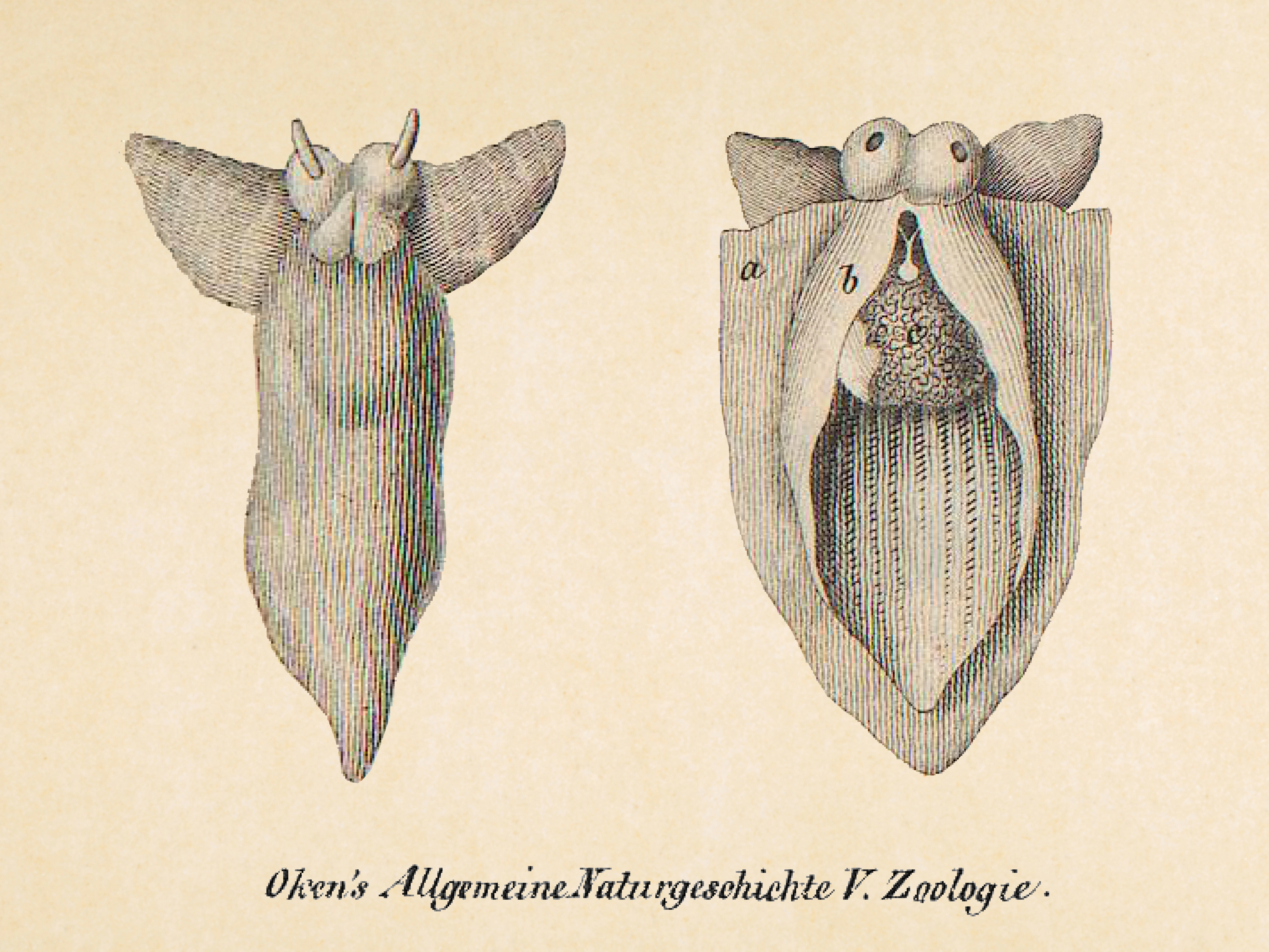 : Clione limacina.