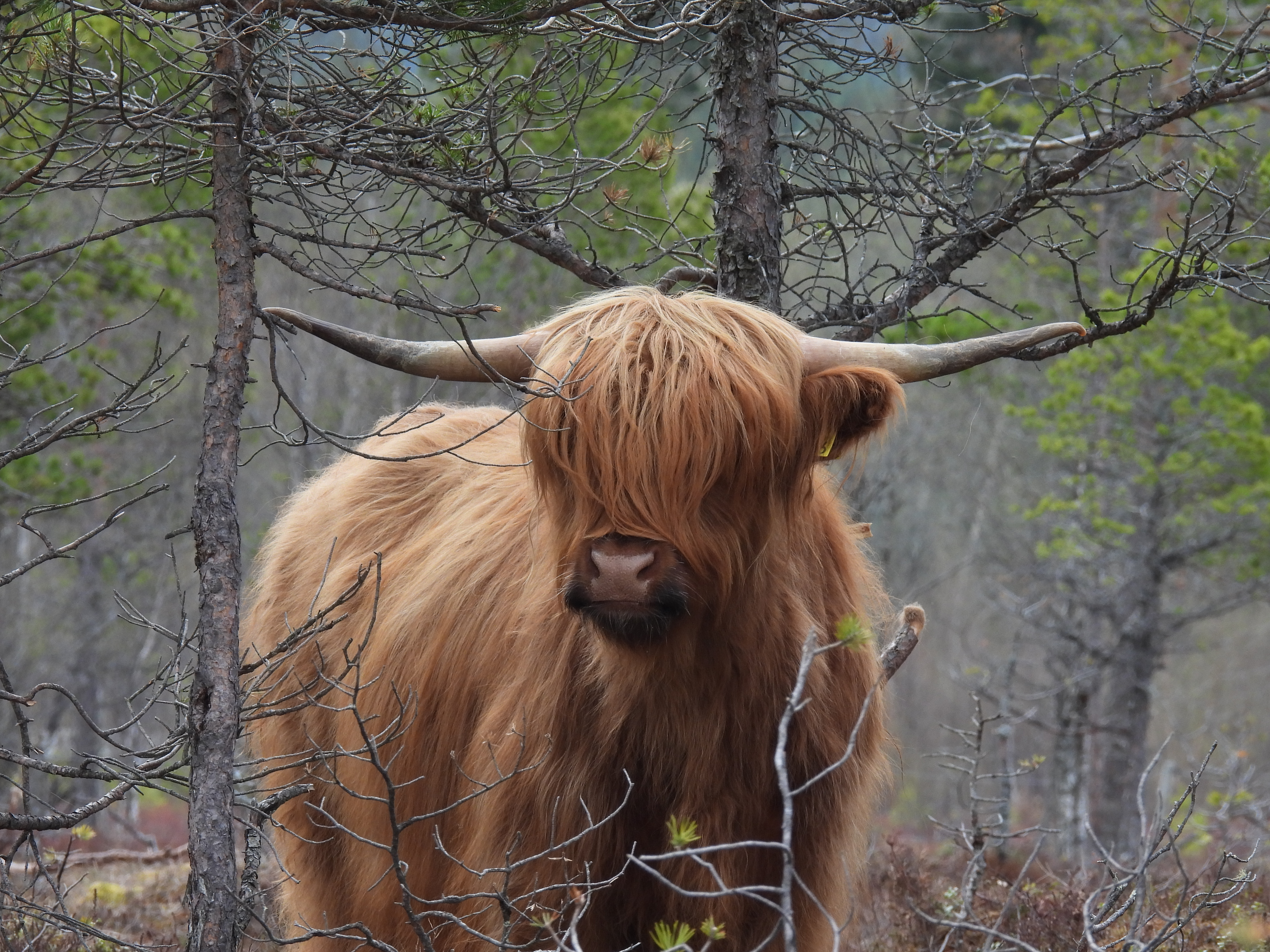 : Bos taurus 'skotsk høylandsfe'.