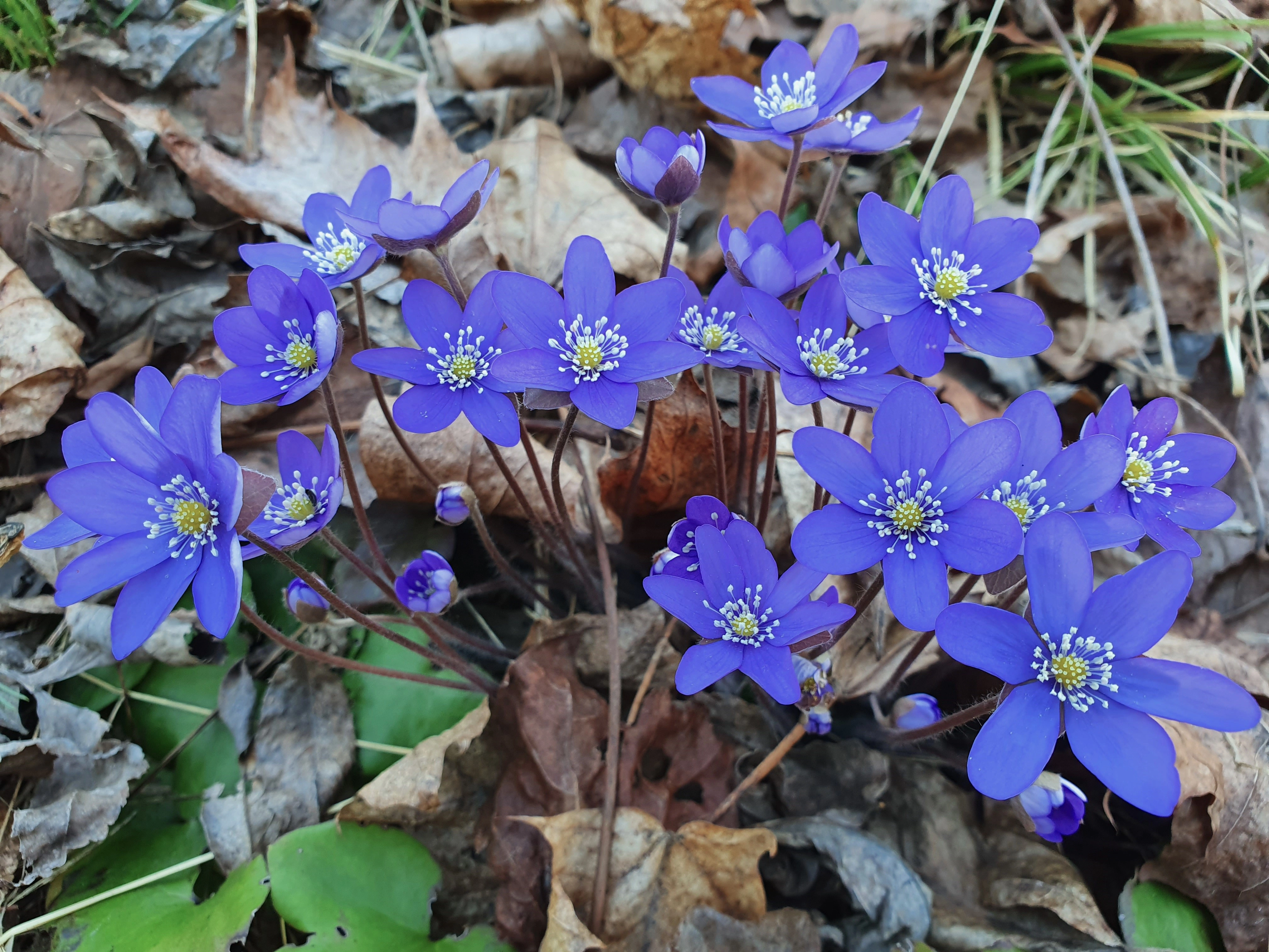 : Hepatica nobilis.