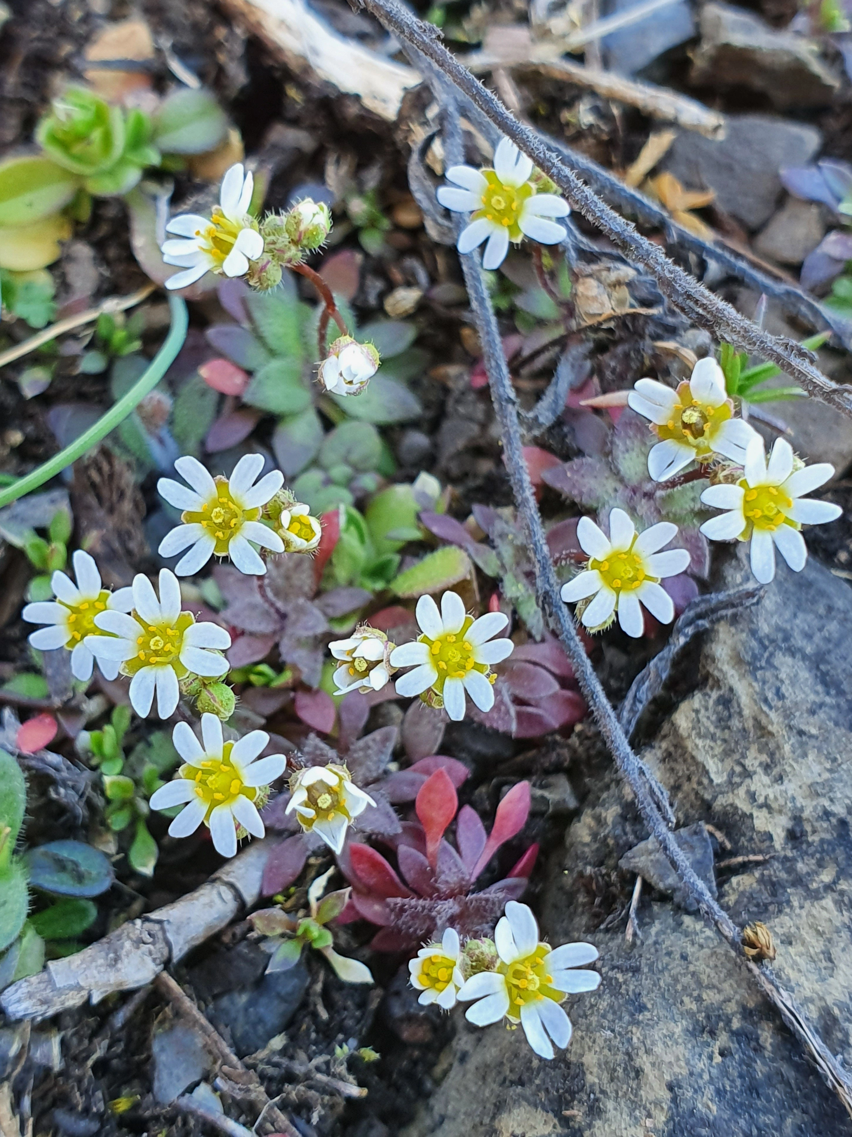 : Draba verna.