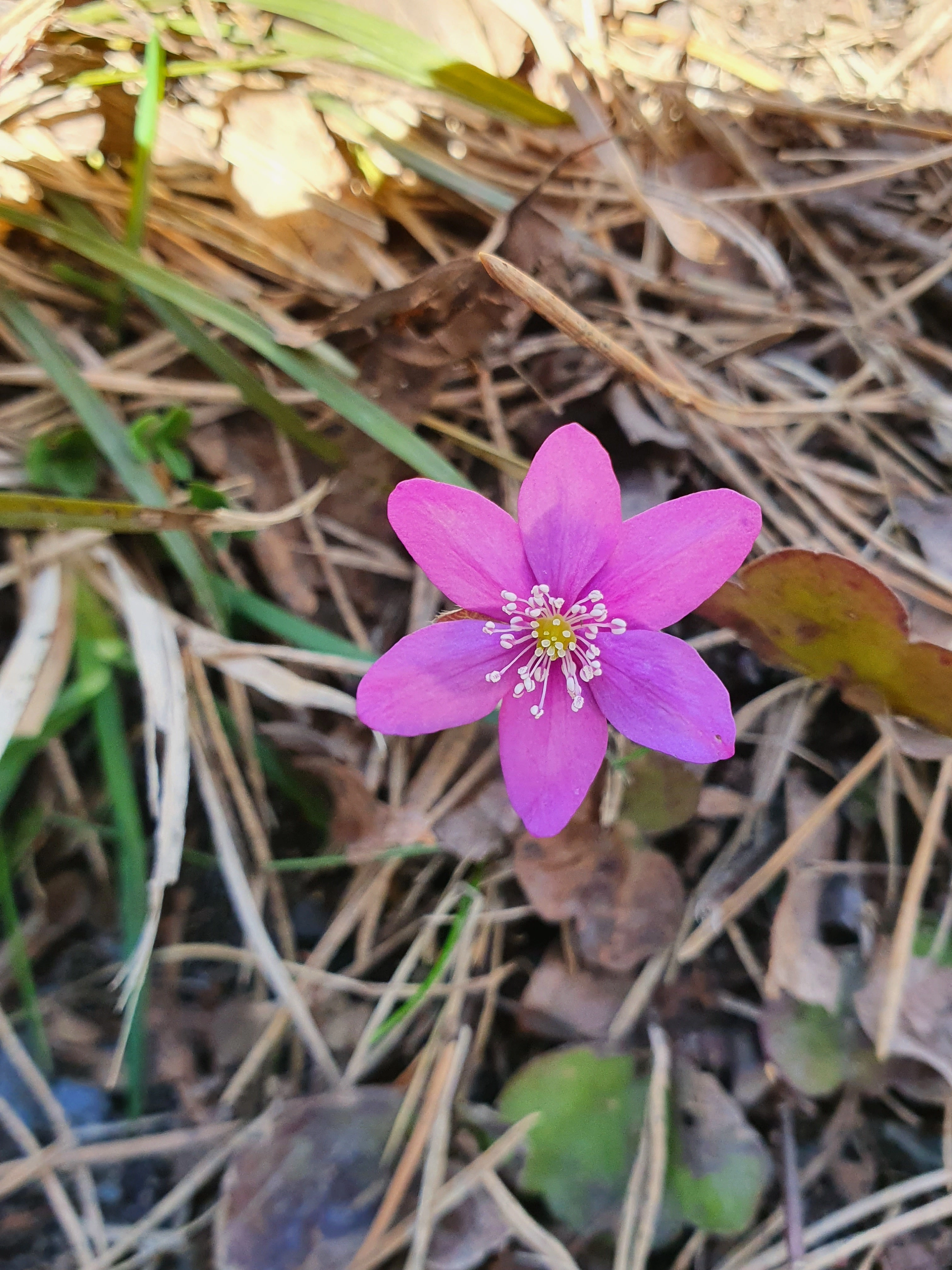 : Hepatica nobilis.