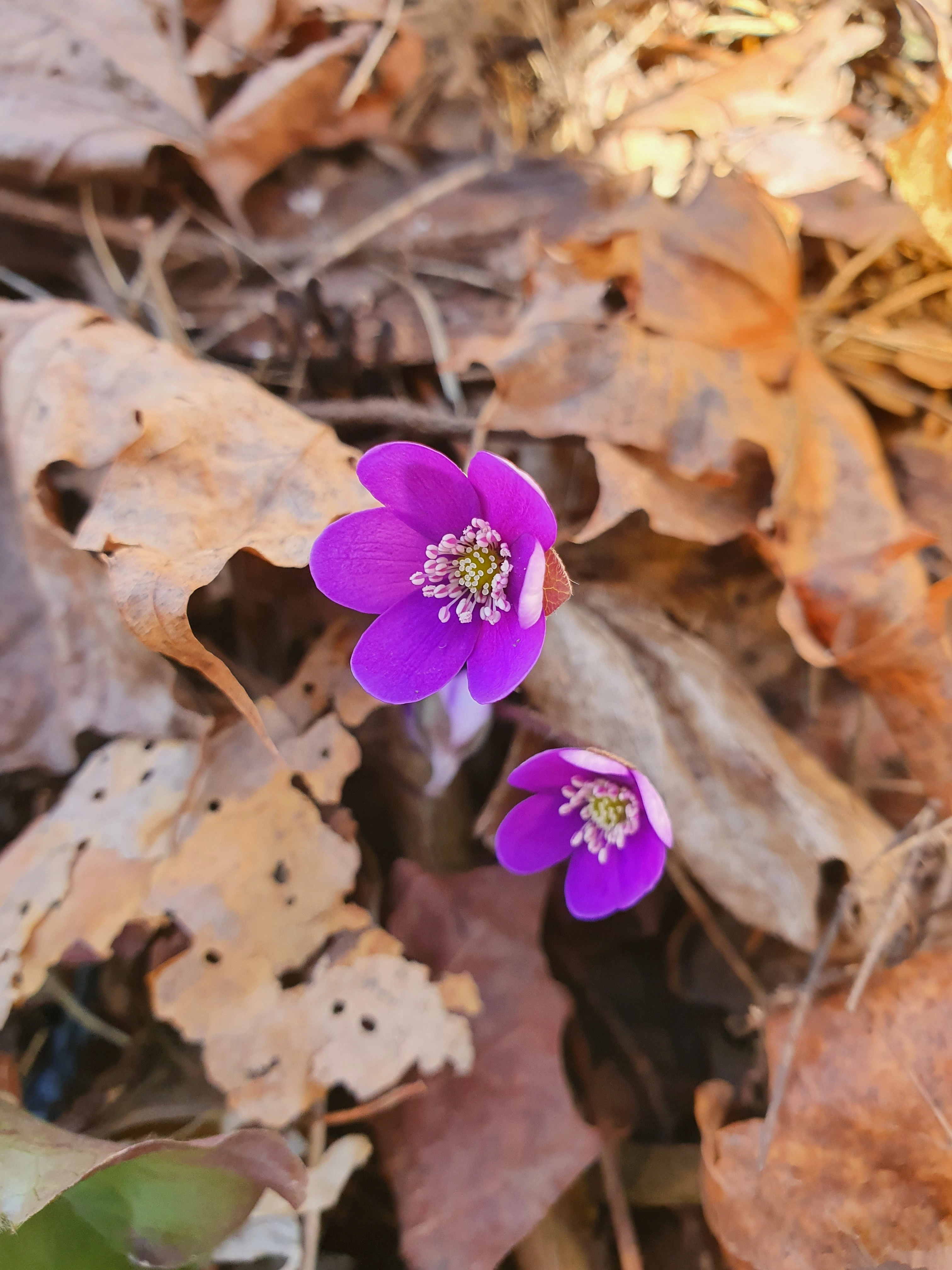 : Hepatica nobilis.