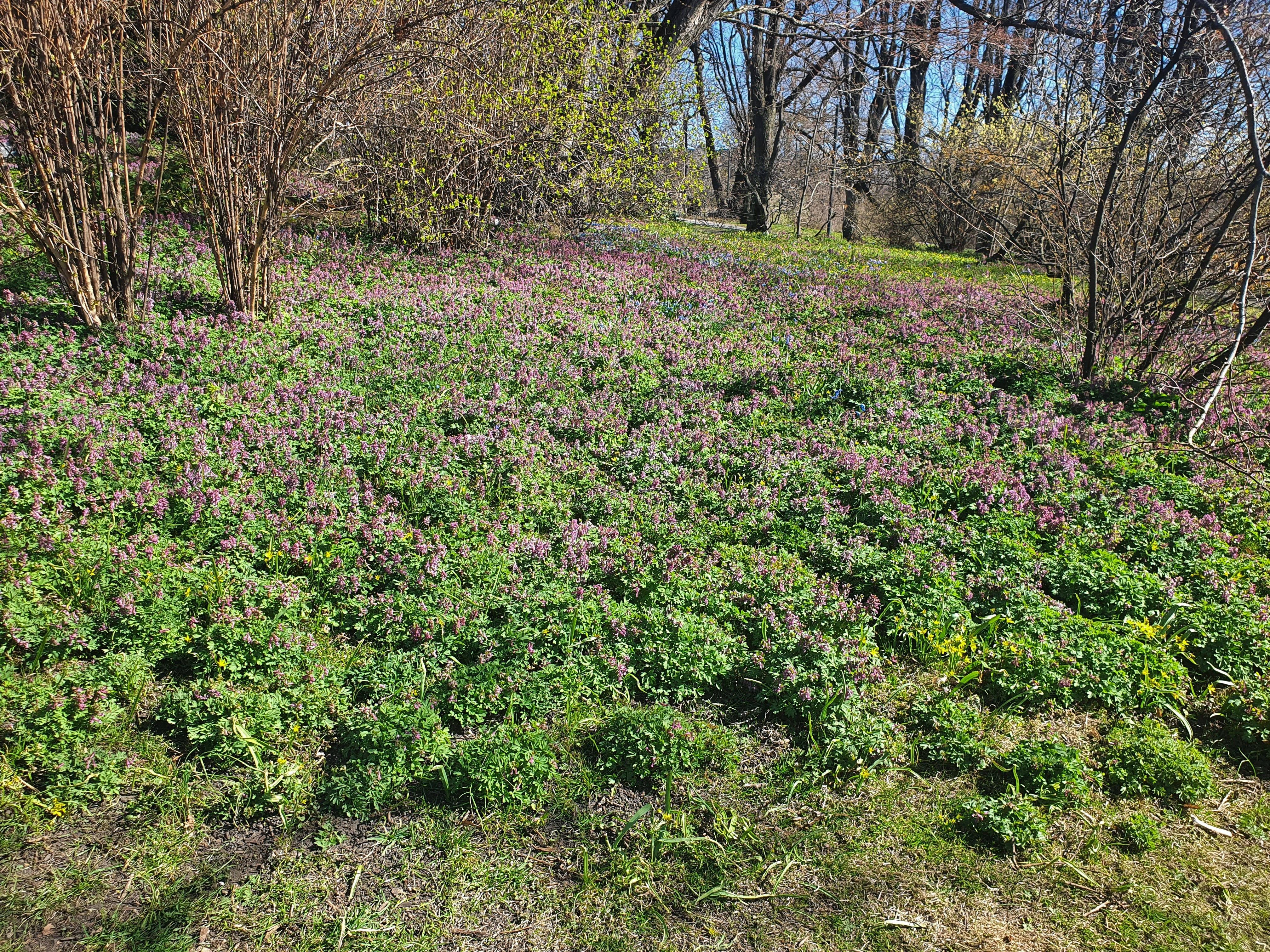 : Corydalis solida.