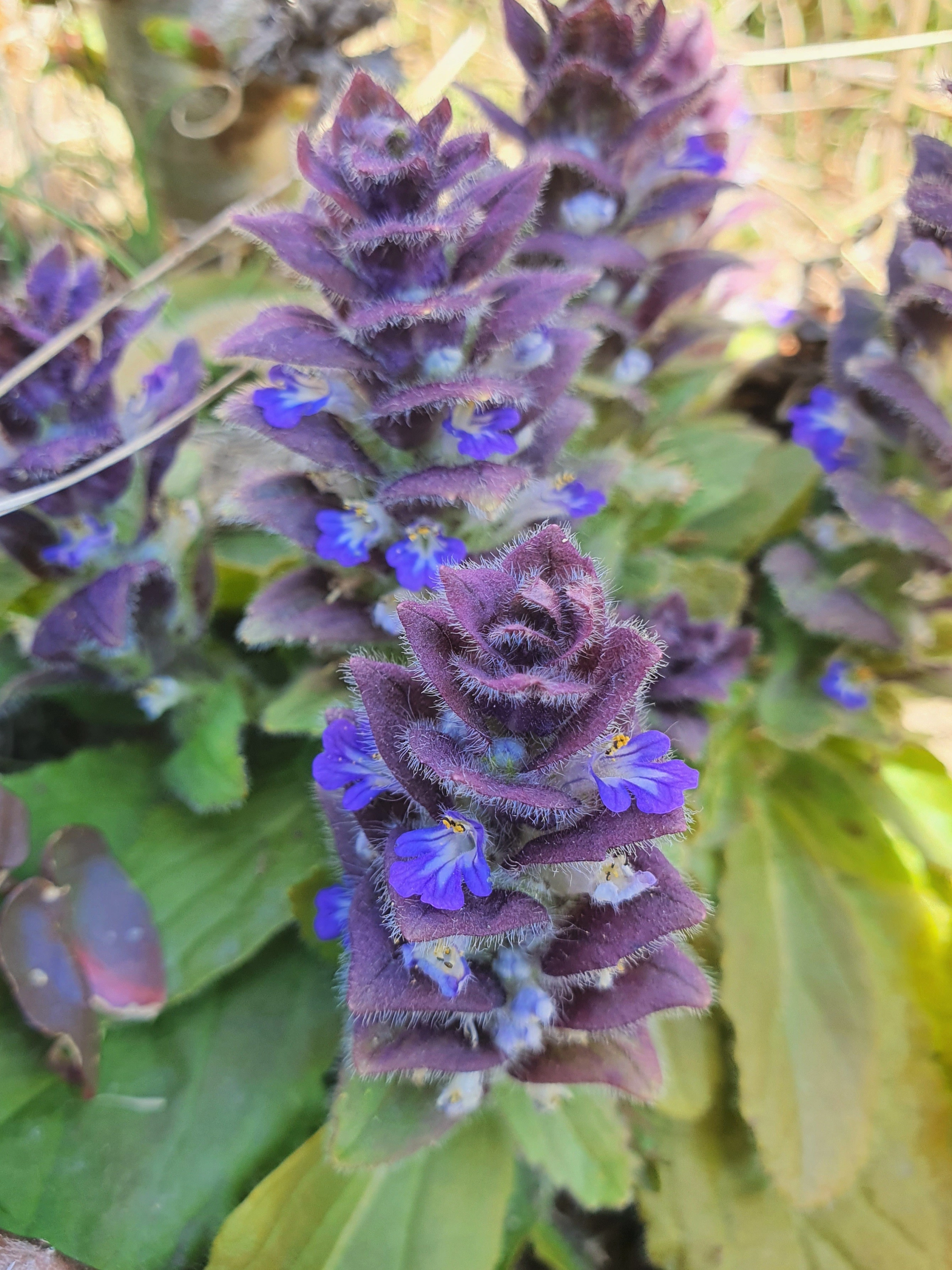 : Ajuga pyramidalis.