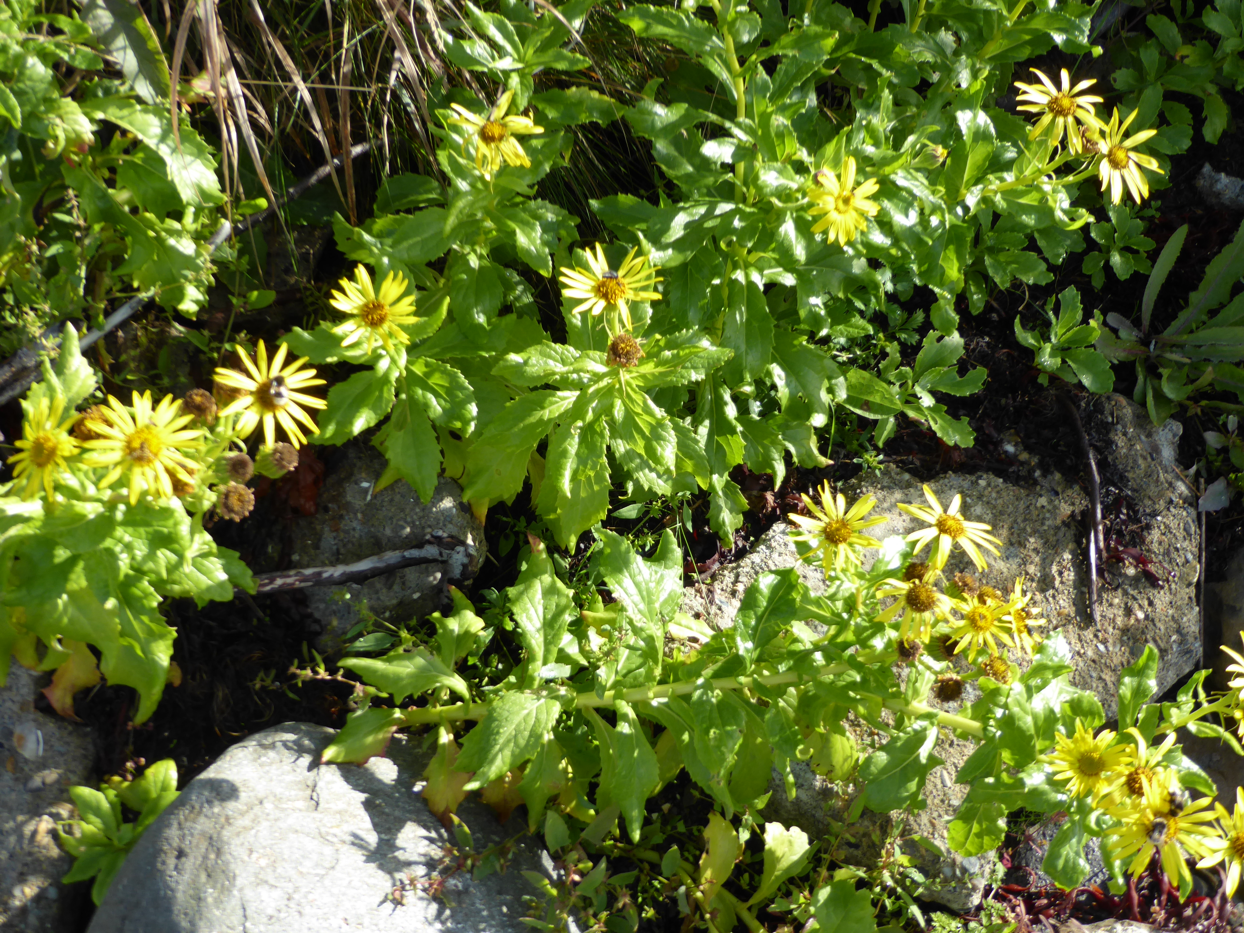 : Senecio pseudoarnica.