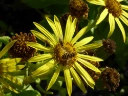 : Senecio pseudoarnica.