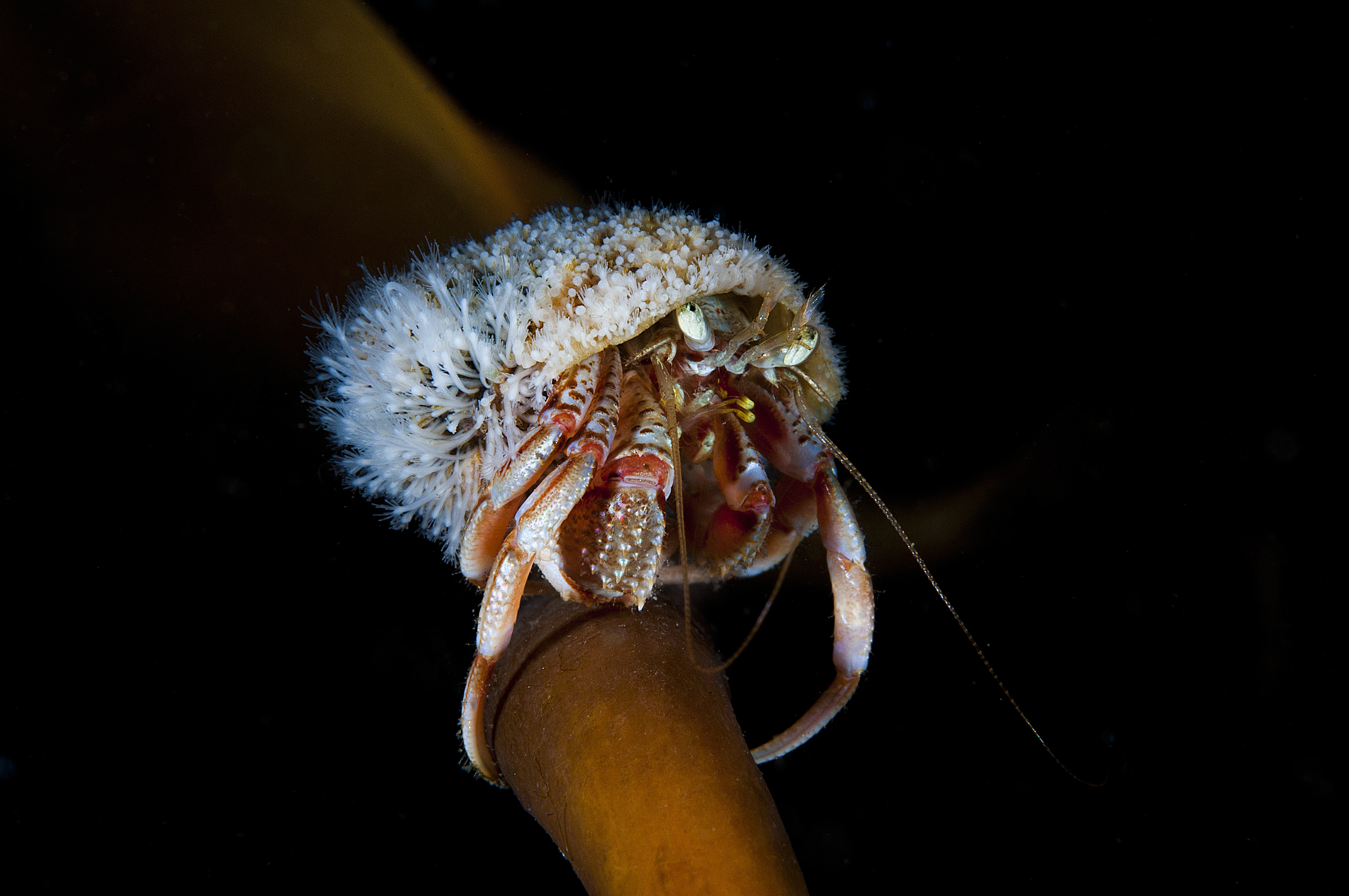 : Hydractinia echinata.