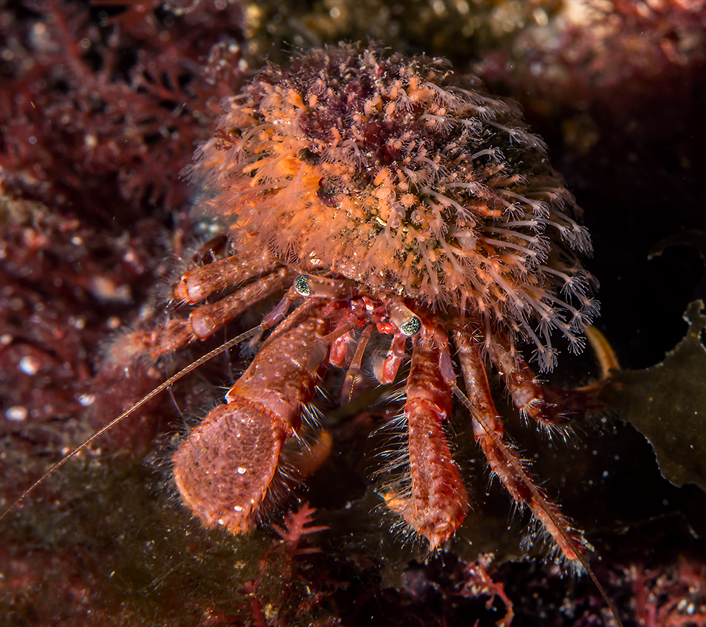 : Hydractinia sarsii.