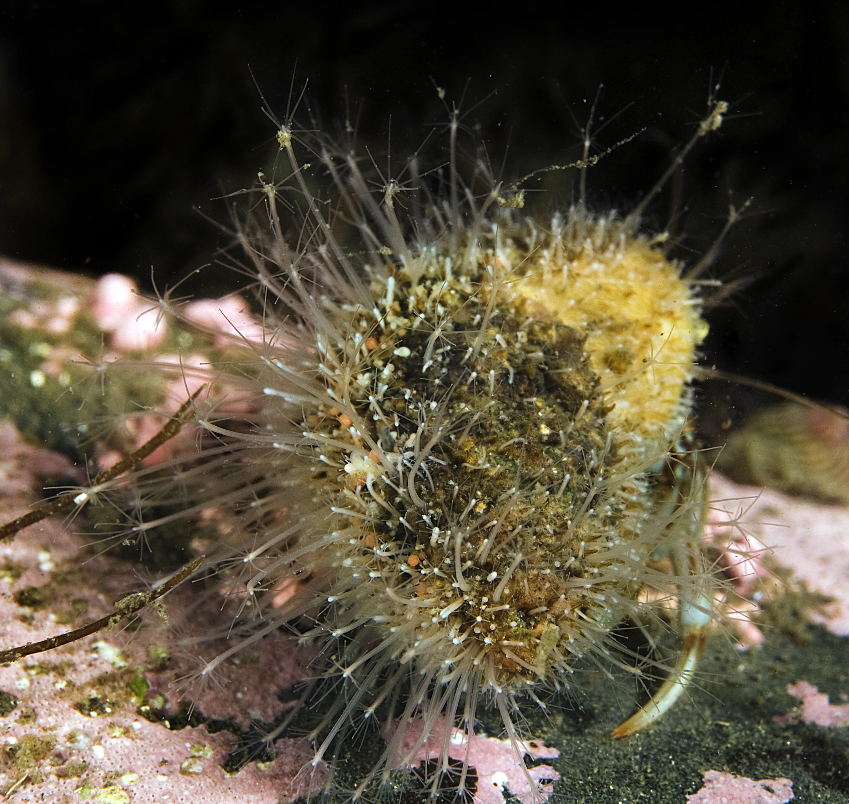 : Hydractinia echinata.