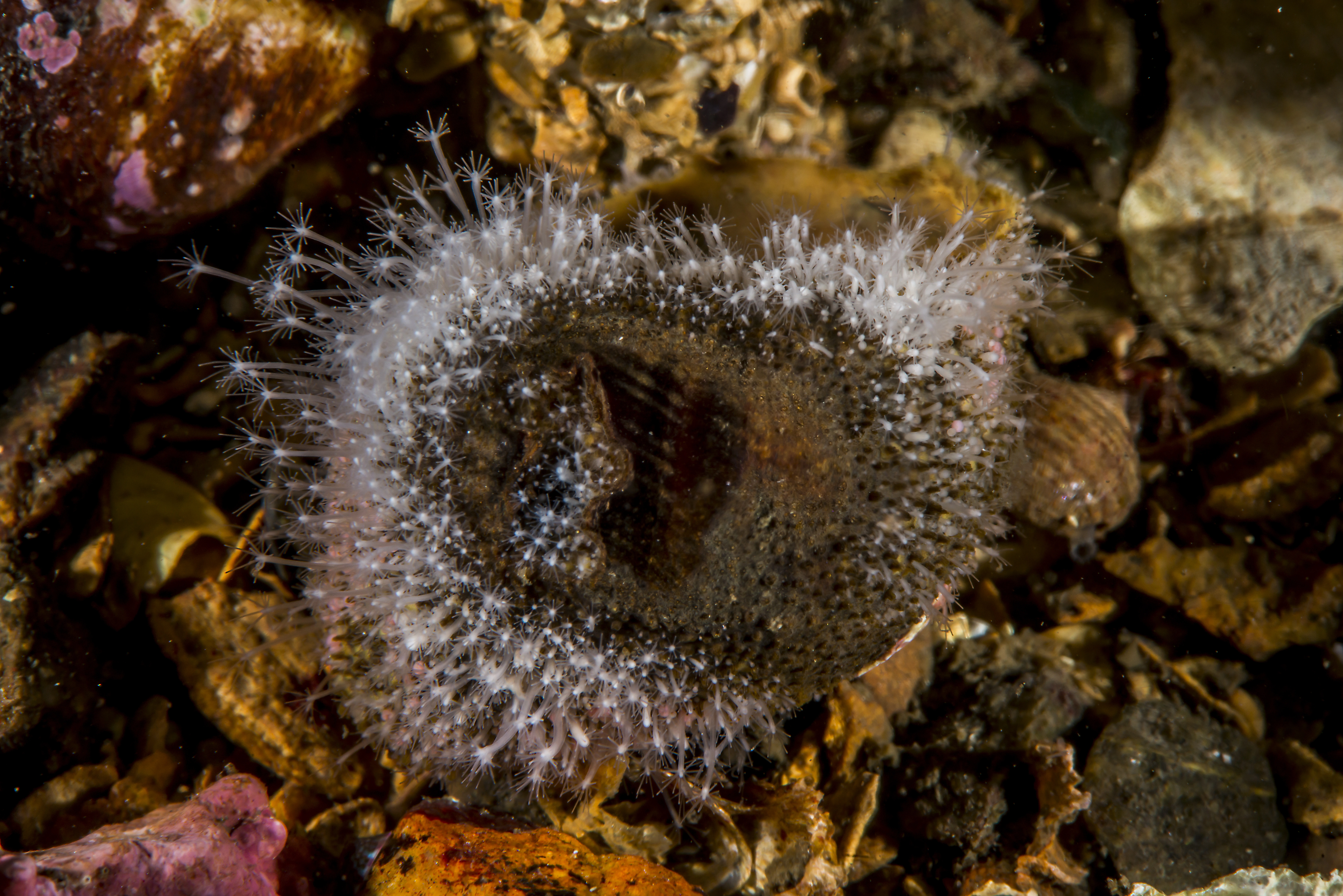 : Hydractinia echinata.