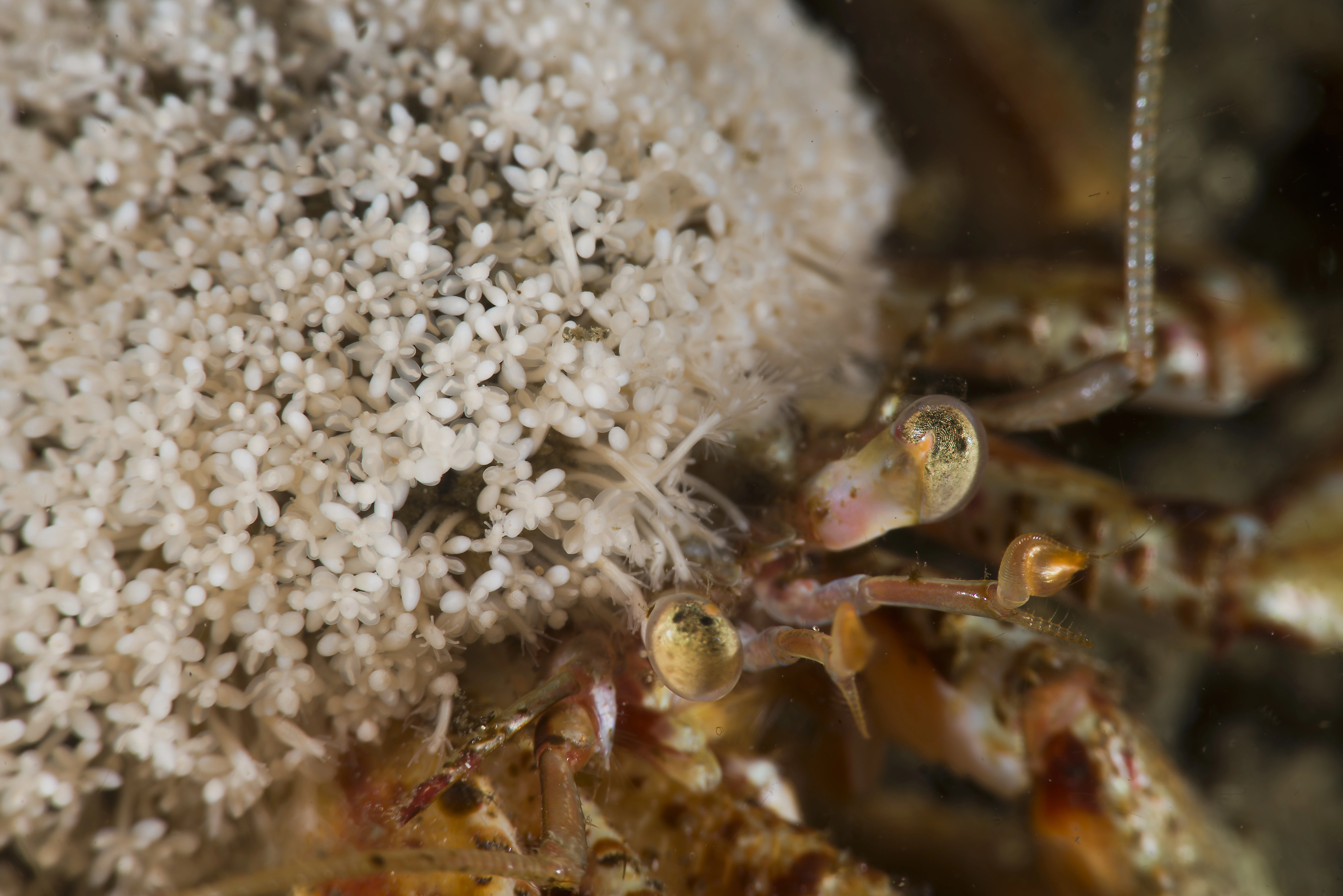 : Hydractinia echinata.