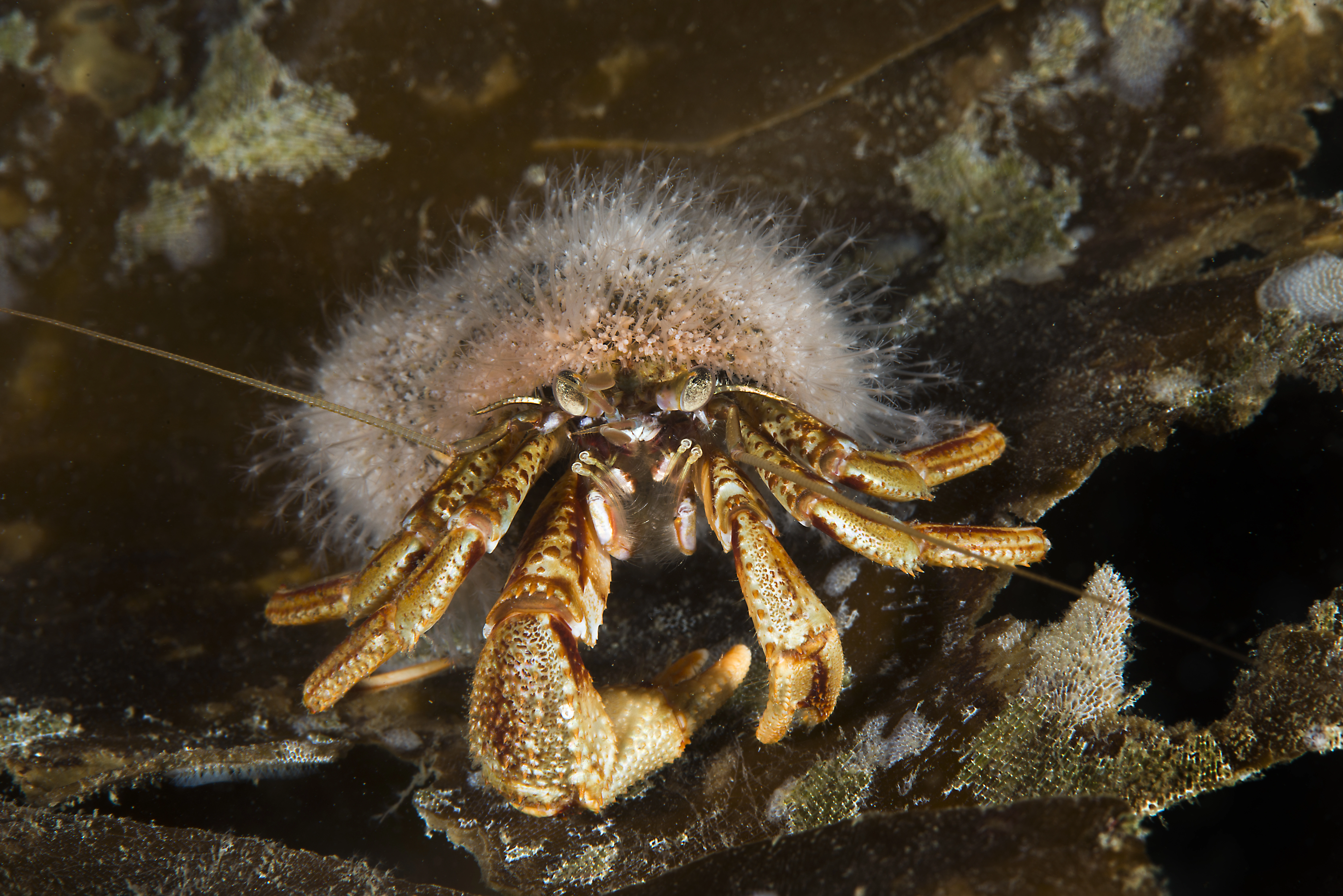 : Hydractinia echinata.