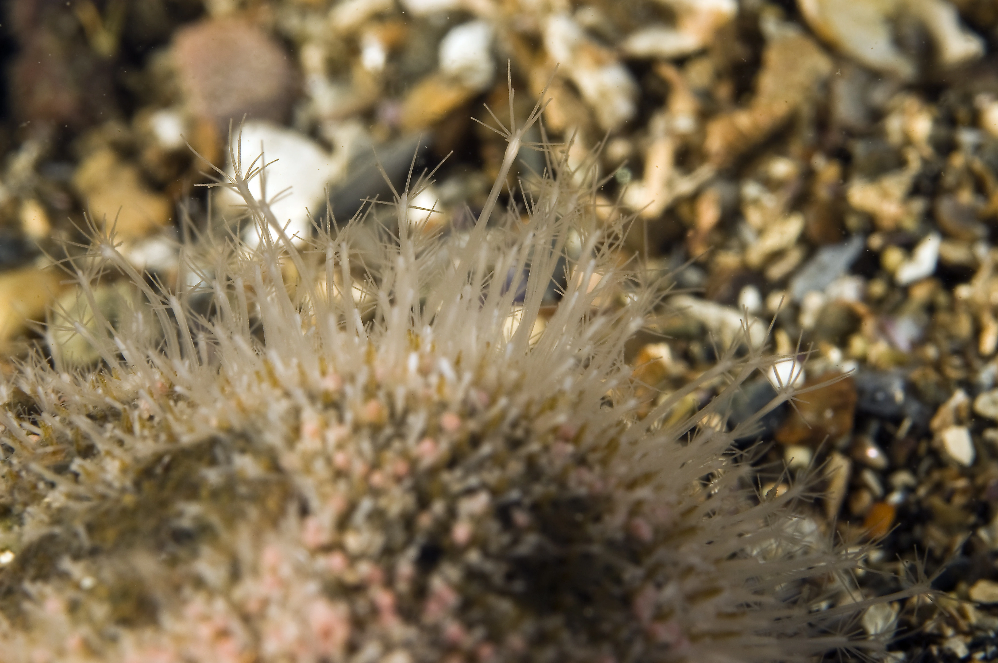 : Hydractinia echinata.