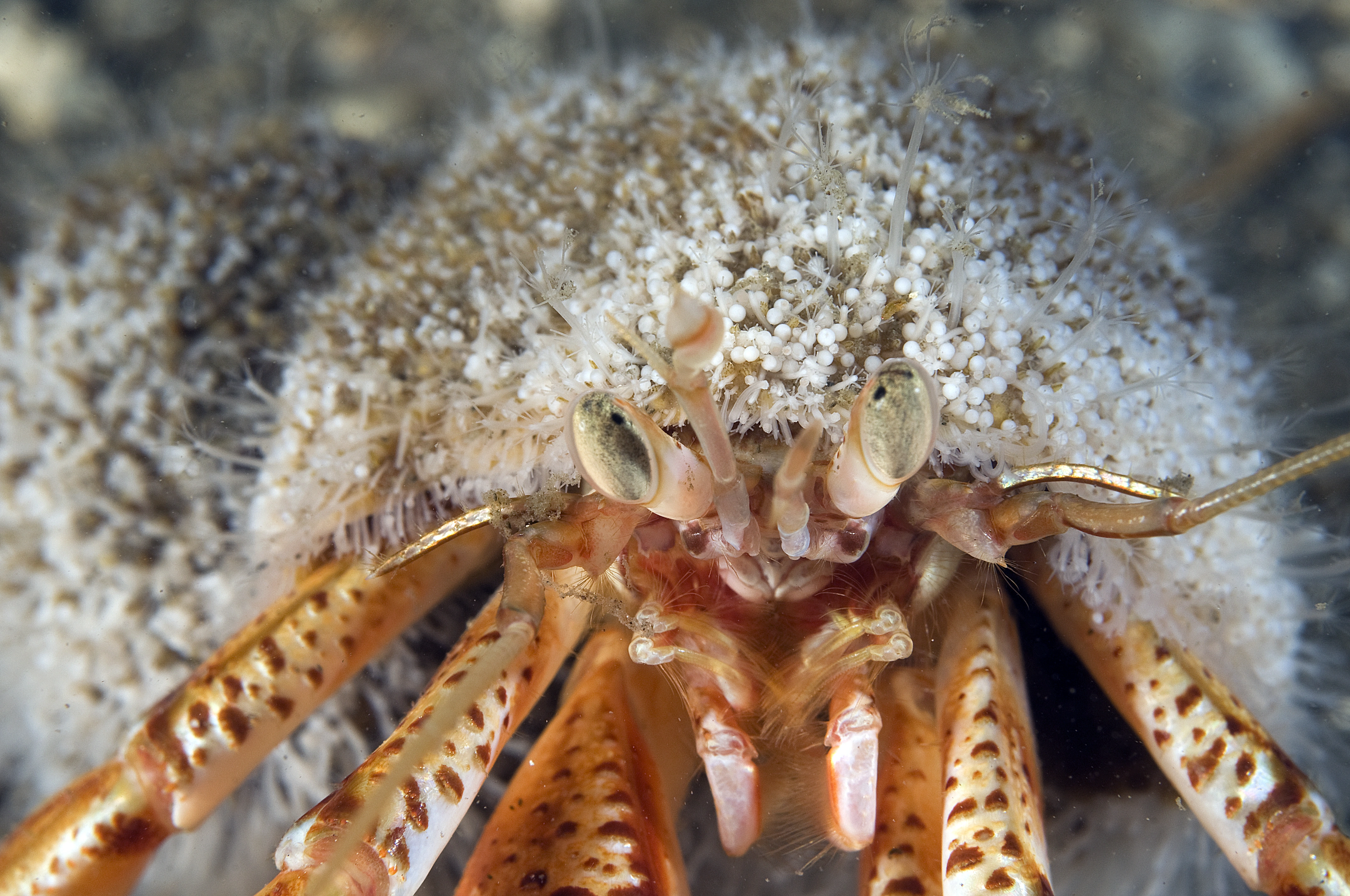 : Hydractinia echinata.