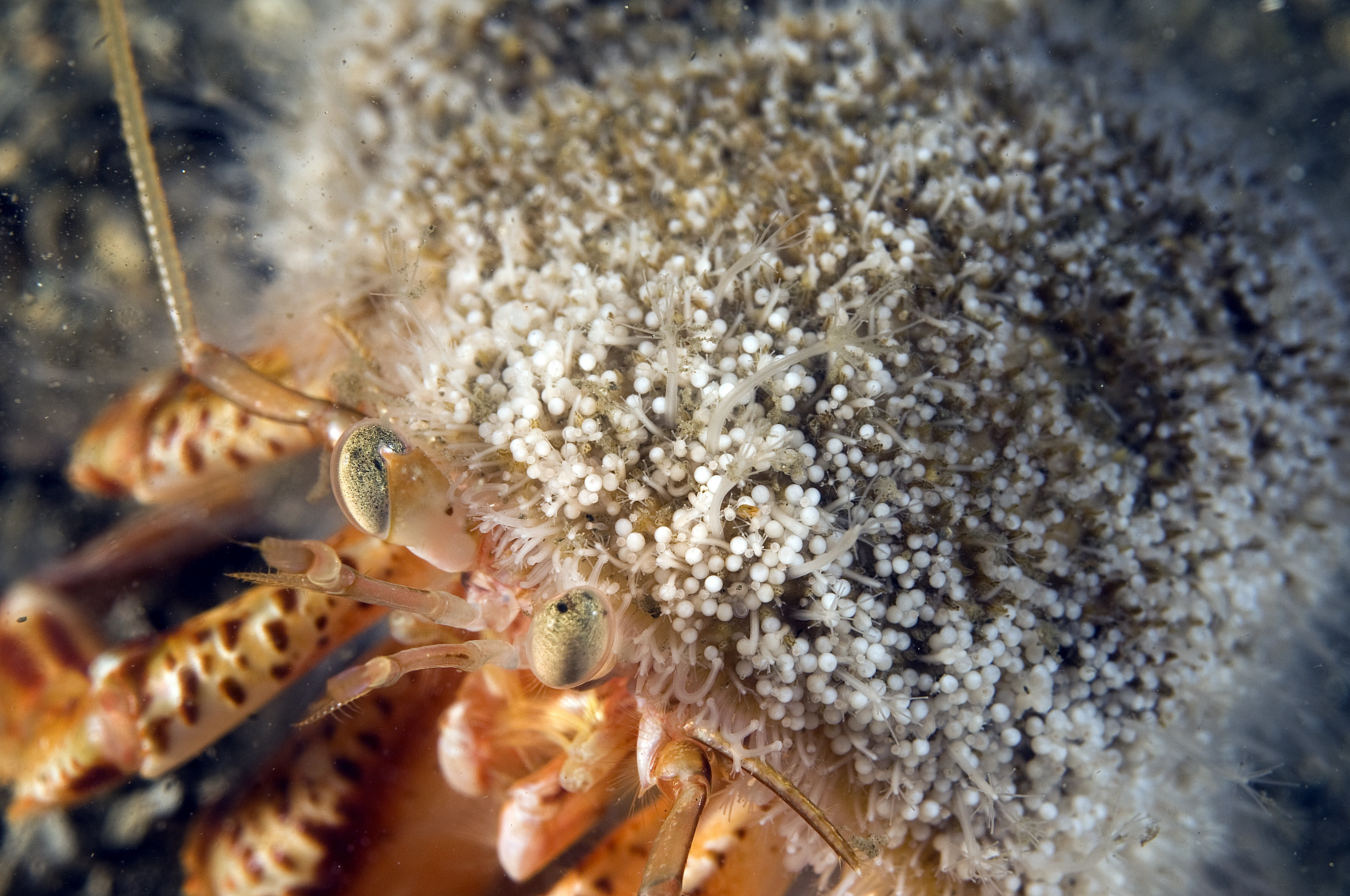 : Hydractinia echinata.