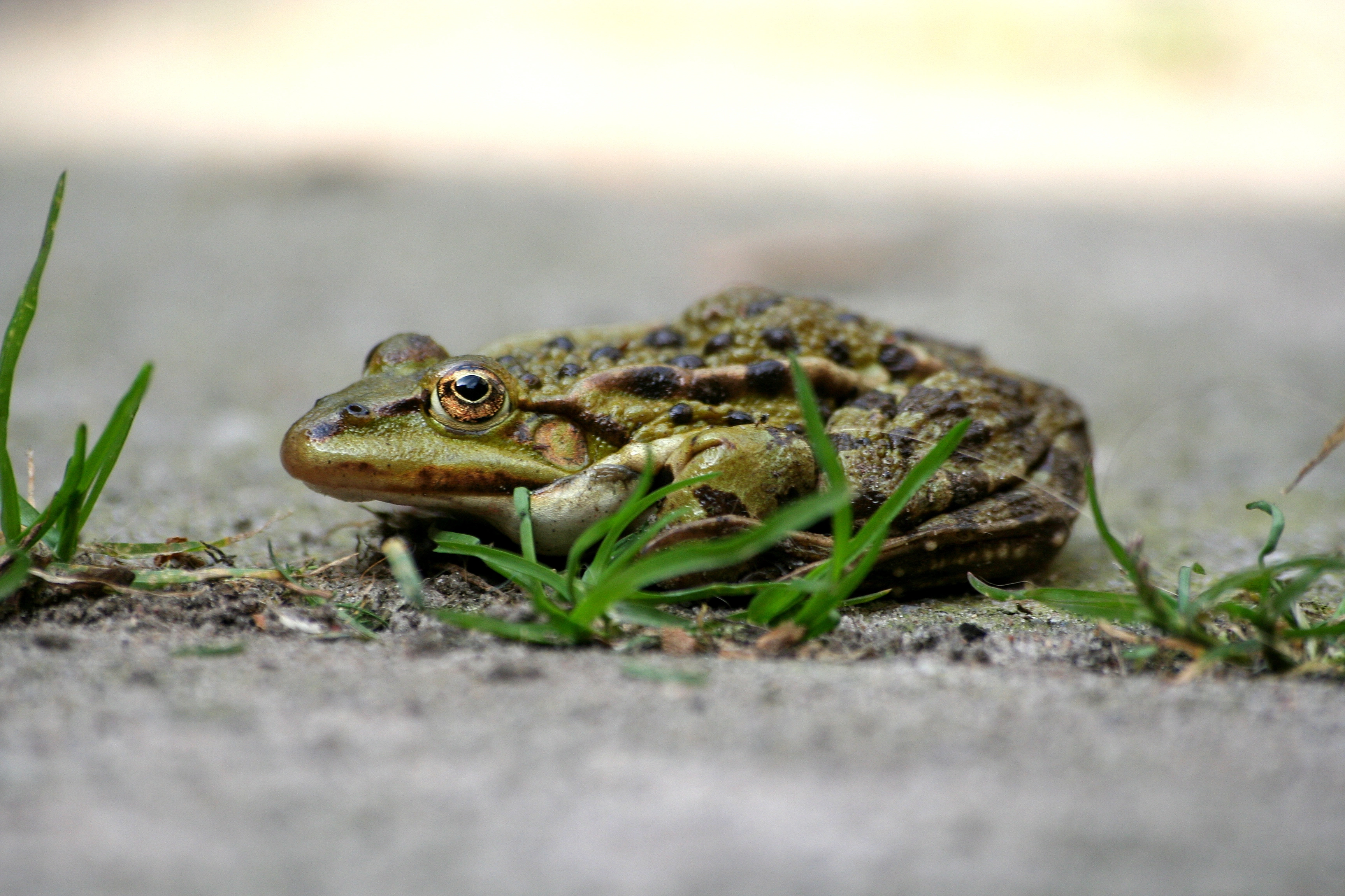 : Pelophylax ridibundus.