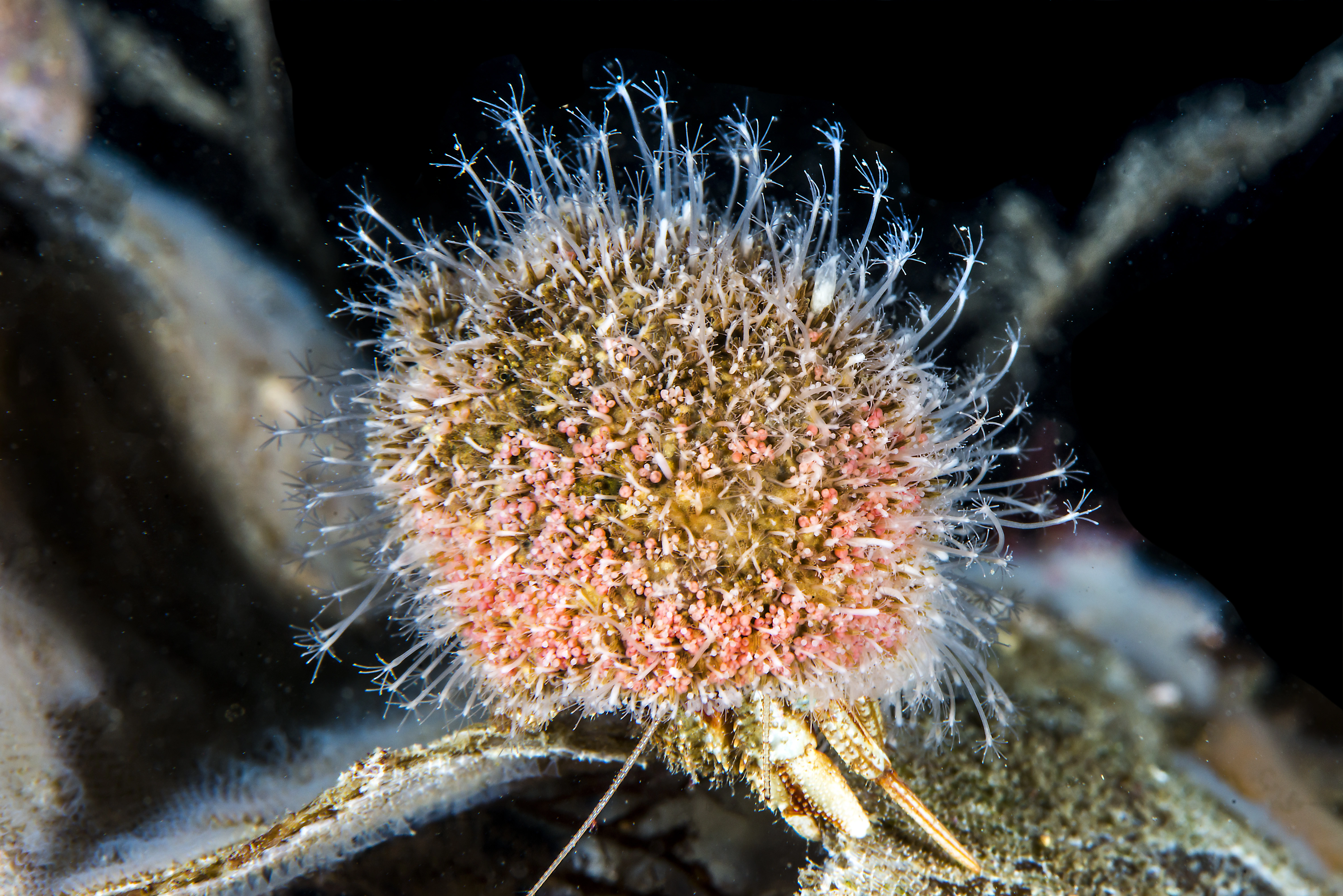 : Hydractinia echinata.