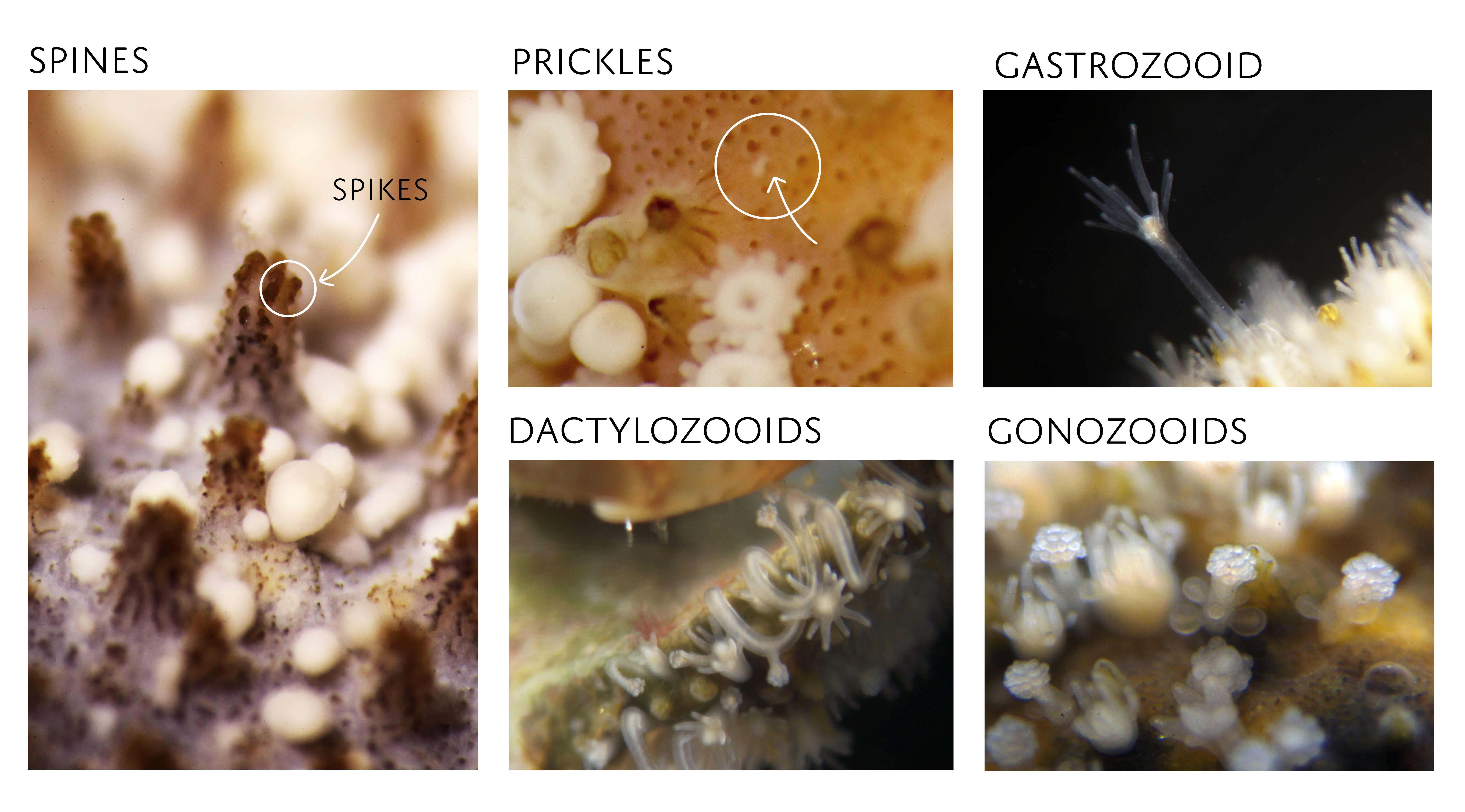 : Hydractiniidae.