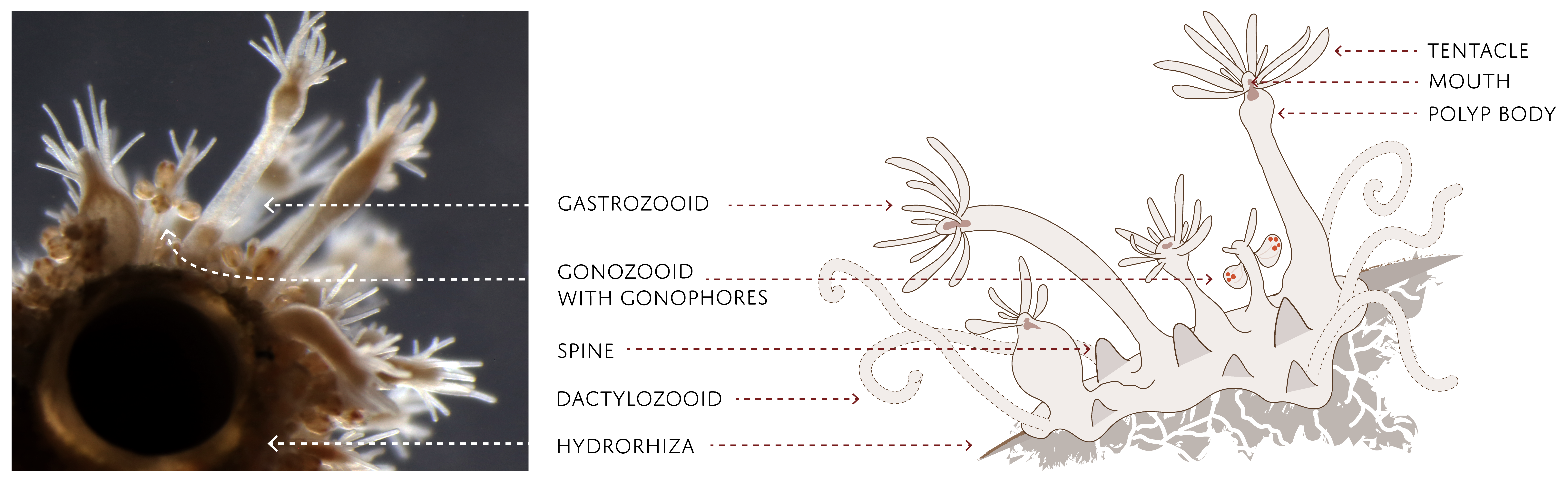 : Hydractiniidae.