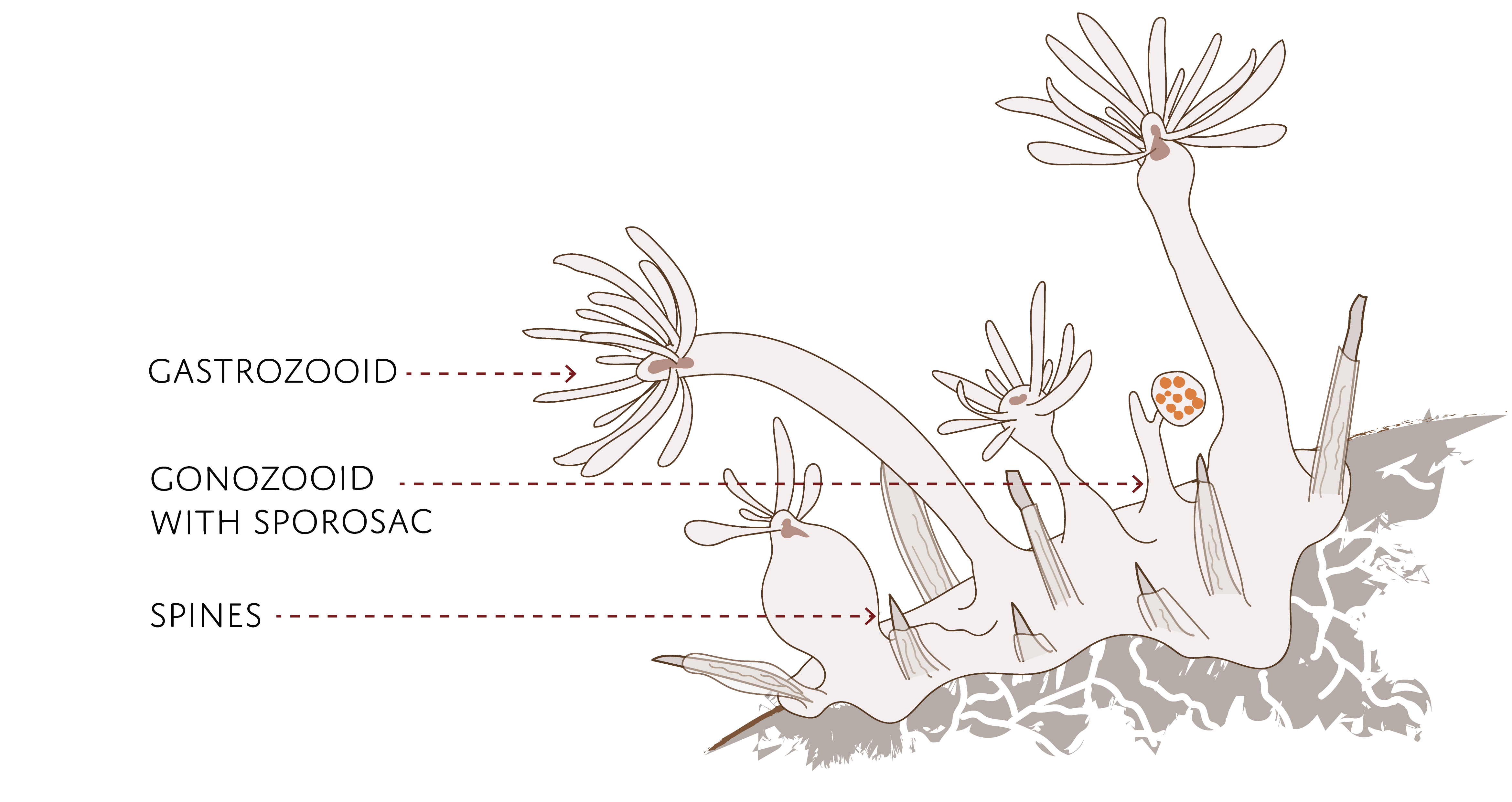 : Hydractinia monocarpa.