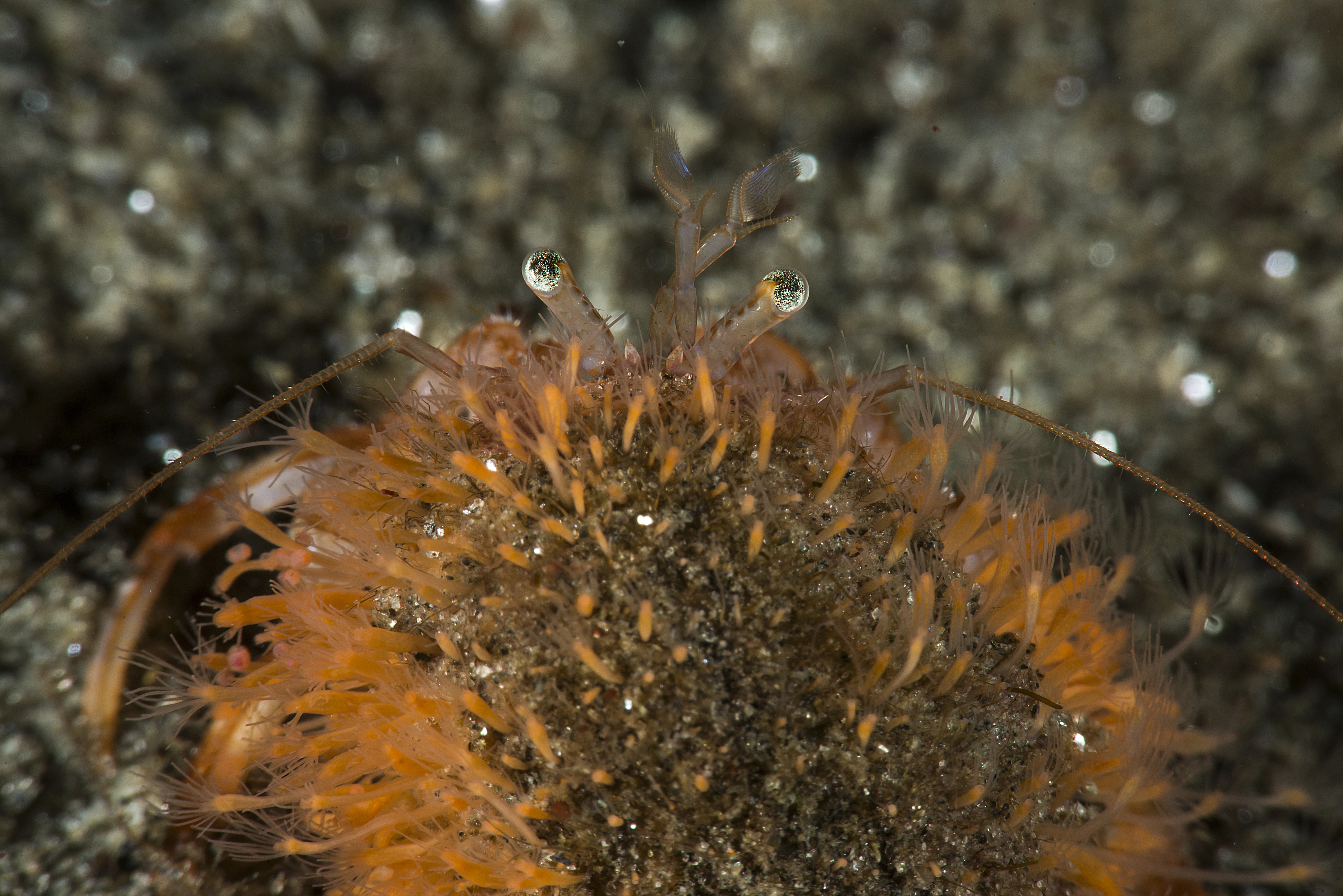 : Hydractinia sarsii.