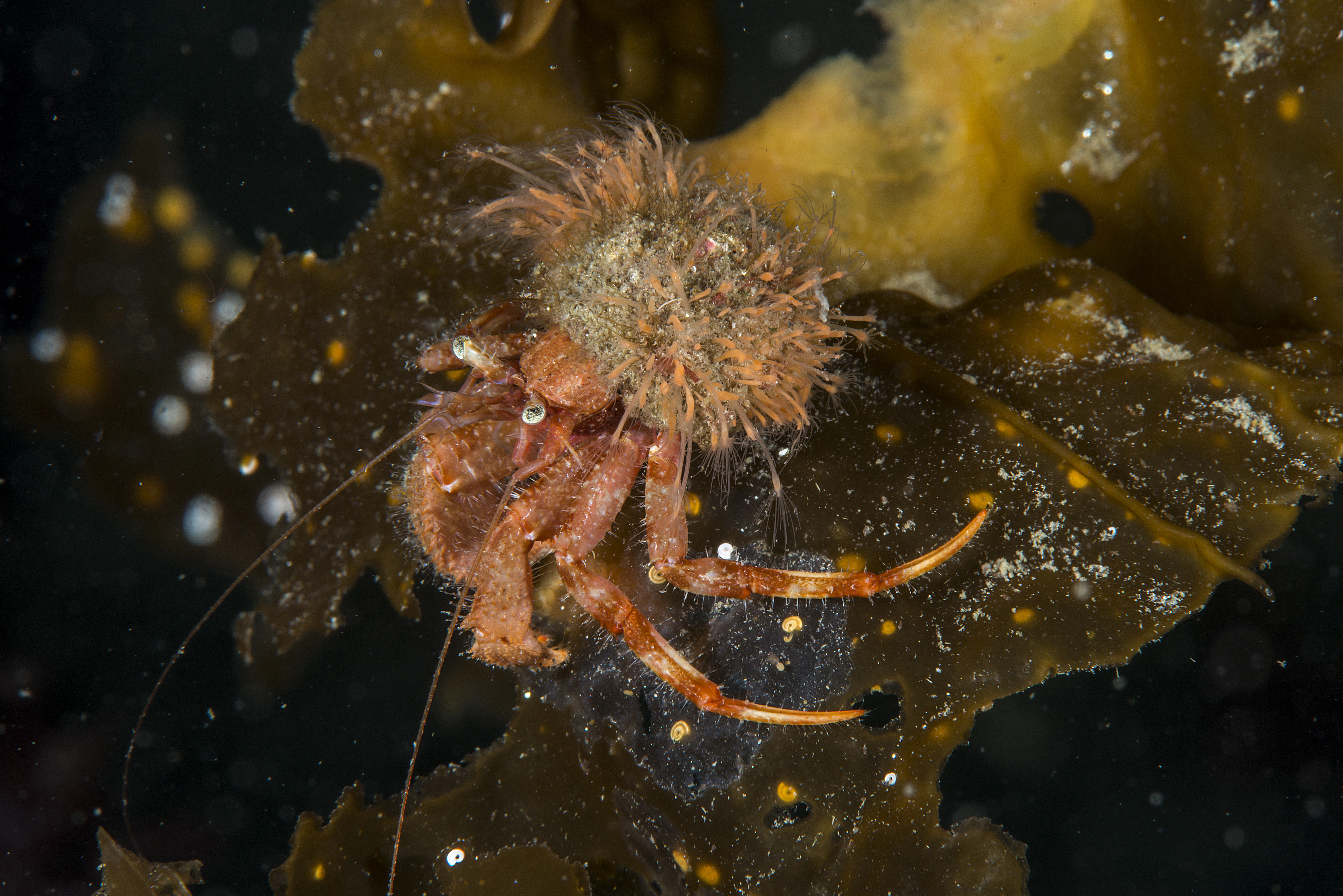 : Hydractinia sarsii.