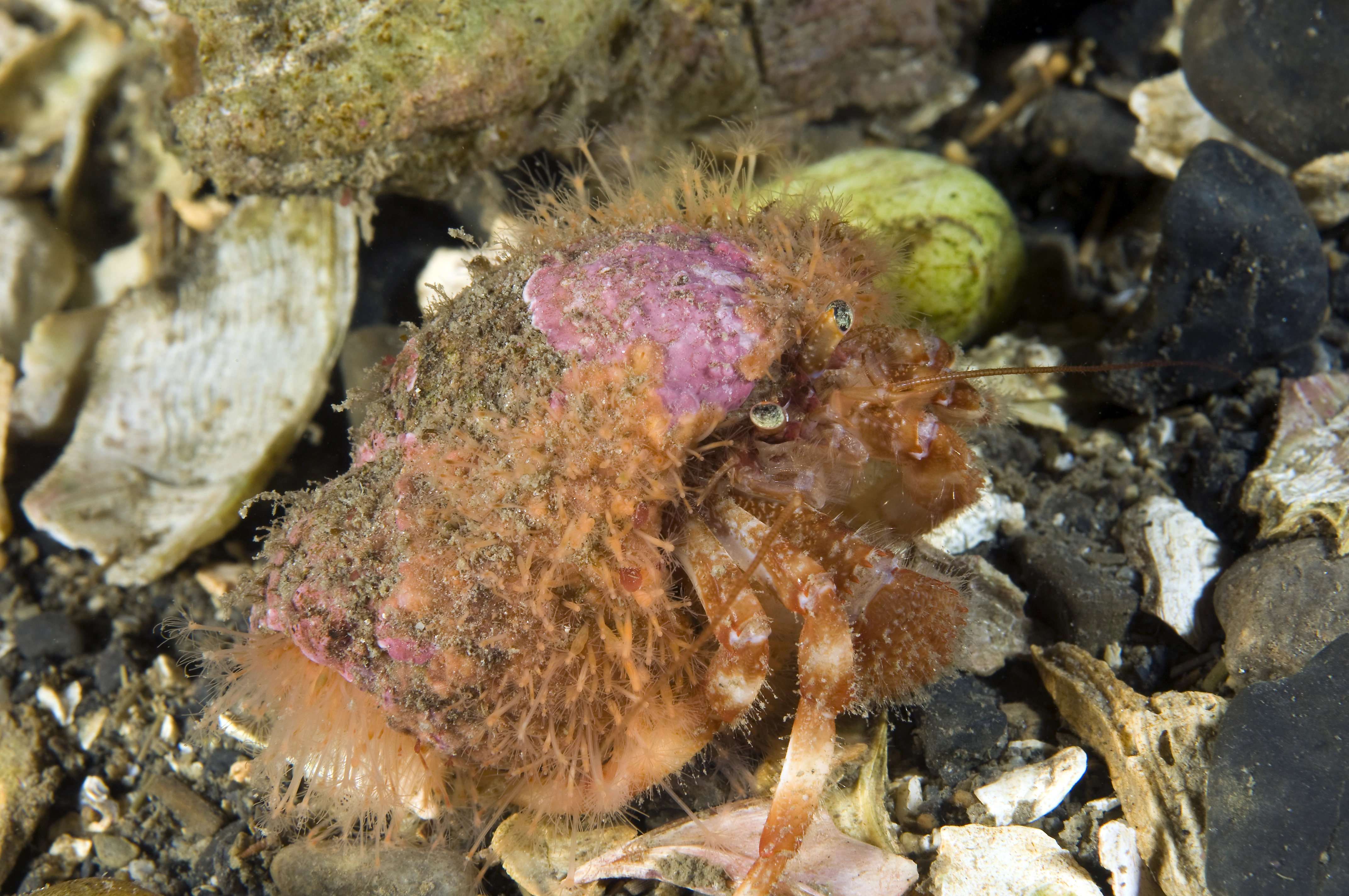 : Hydractinia sarsii.