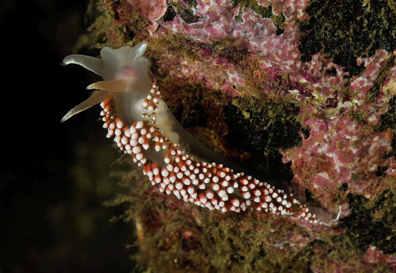 : Coryphella verrucosa.