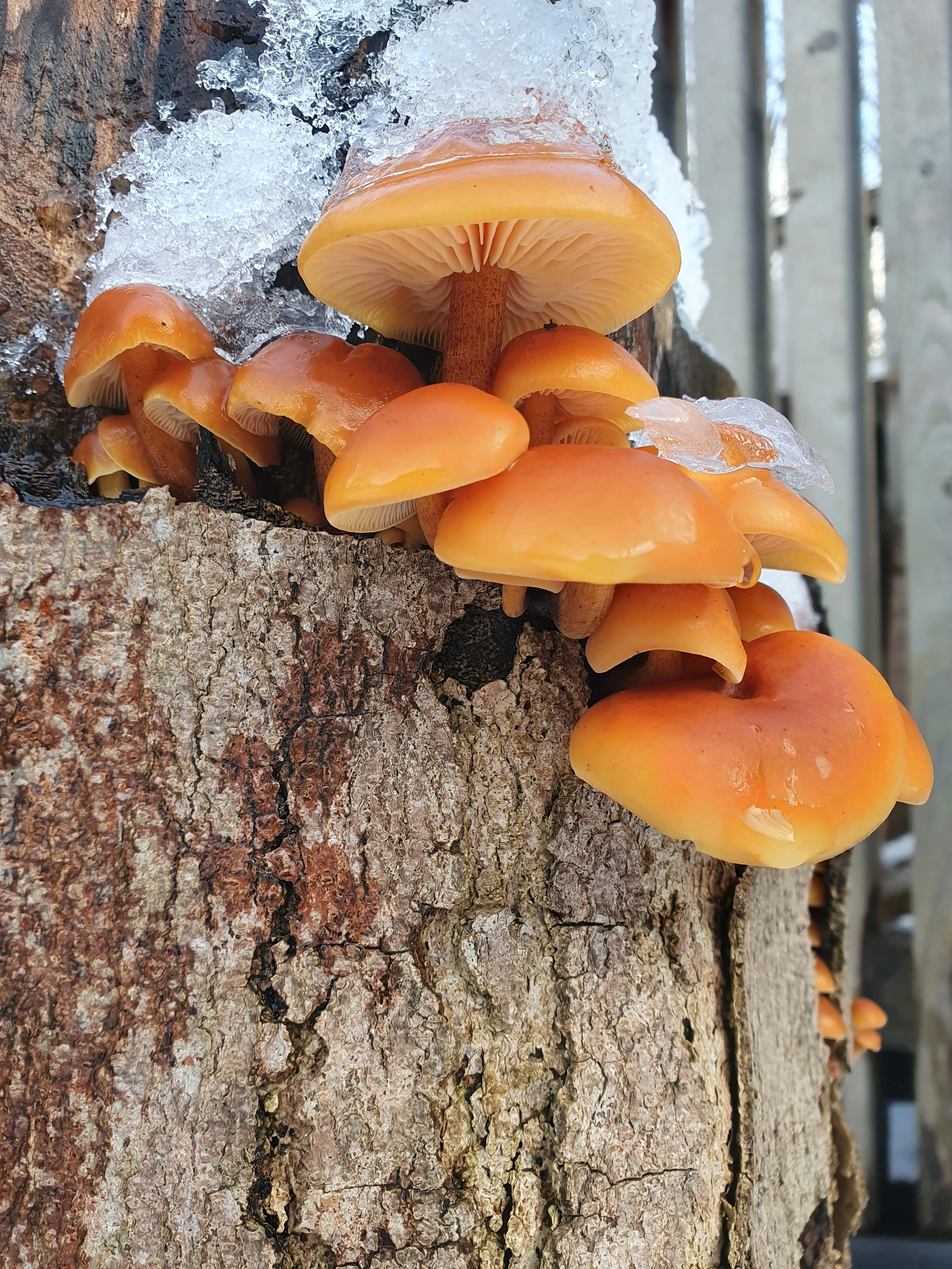 : Flammulina velutipes.