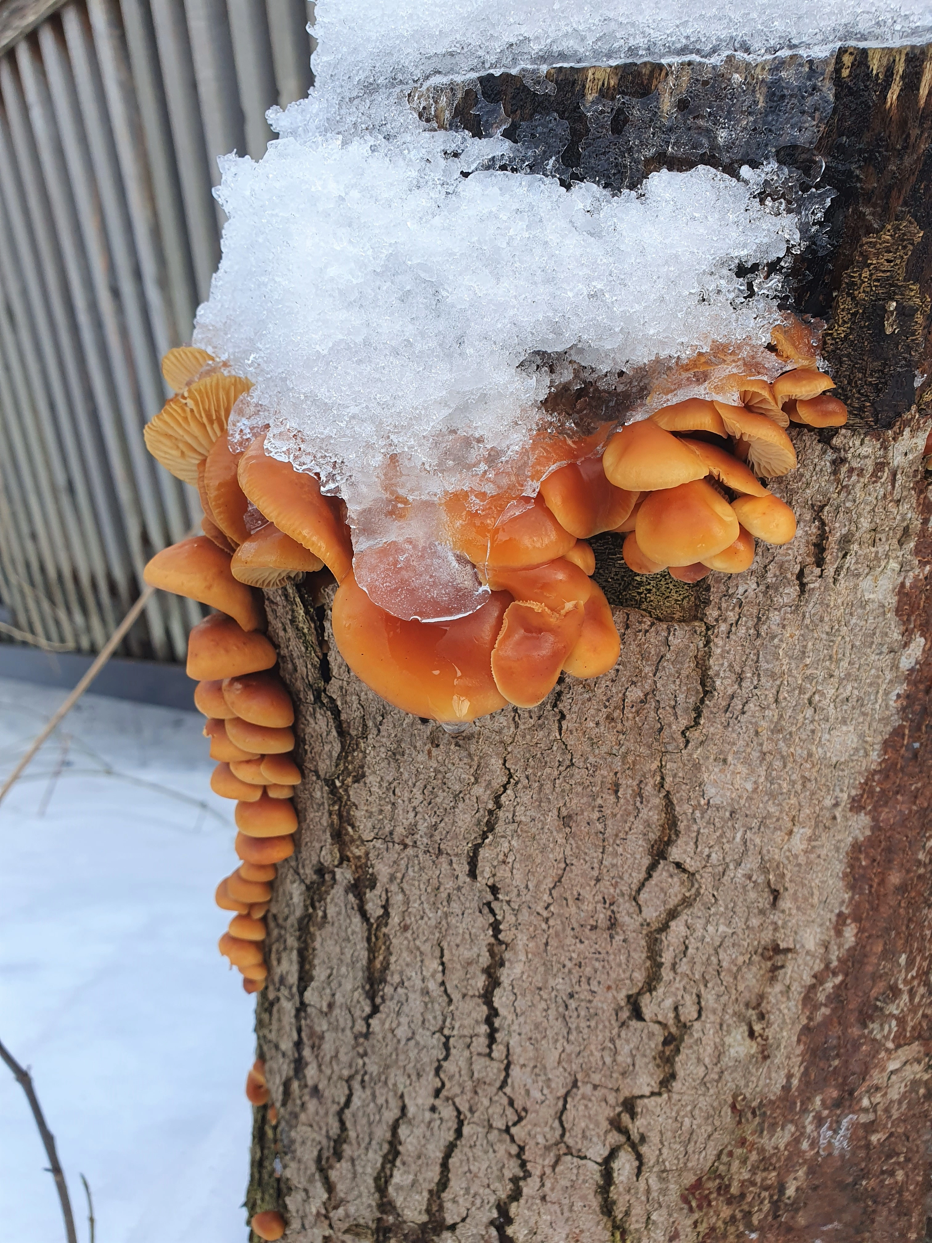 : Flammulina velutipes.