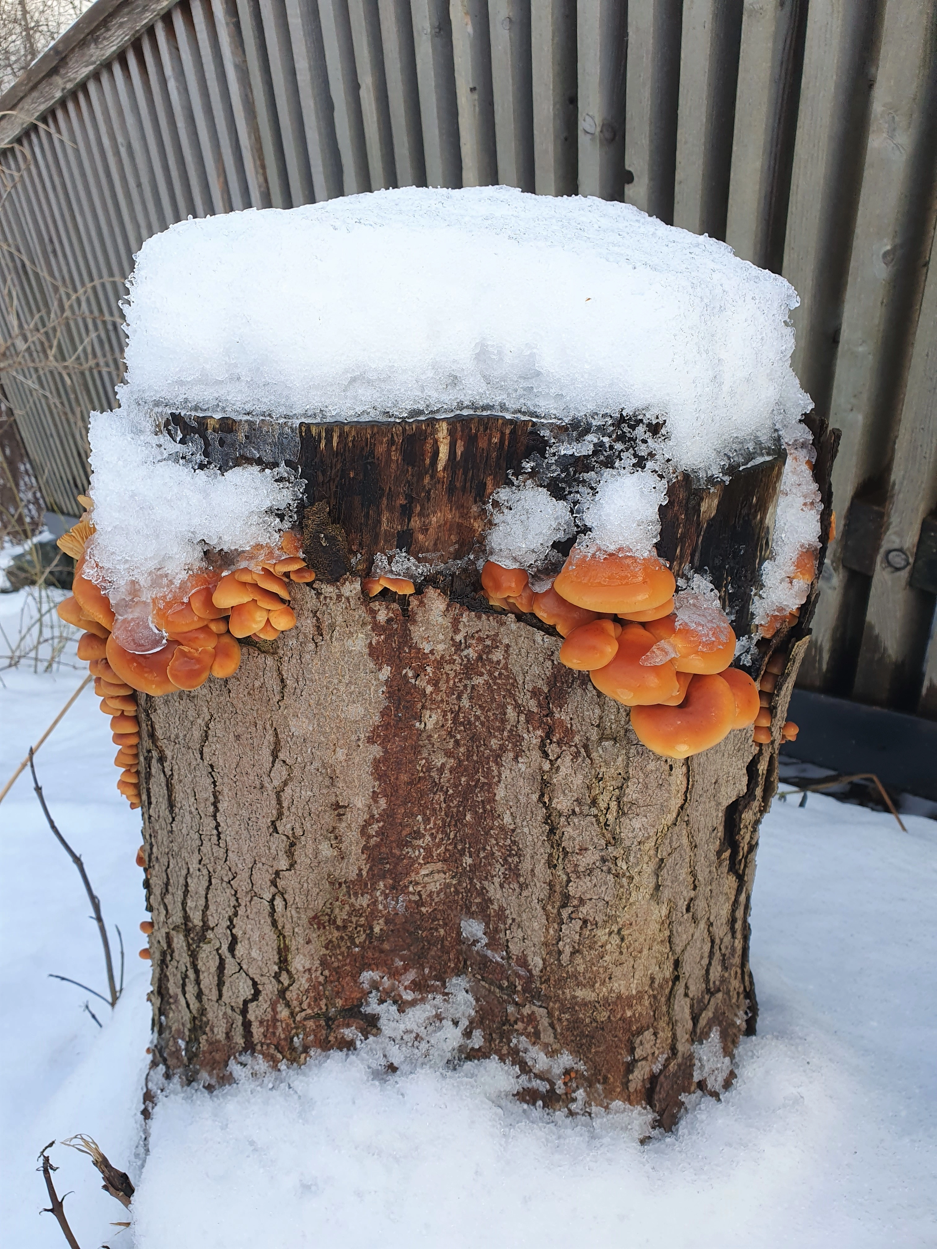 : Flammulina velutipes.