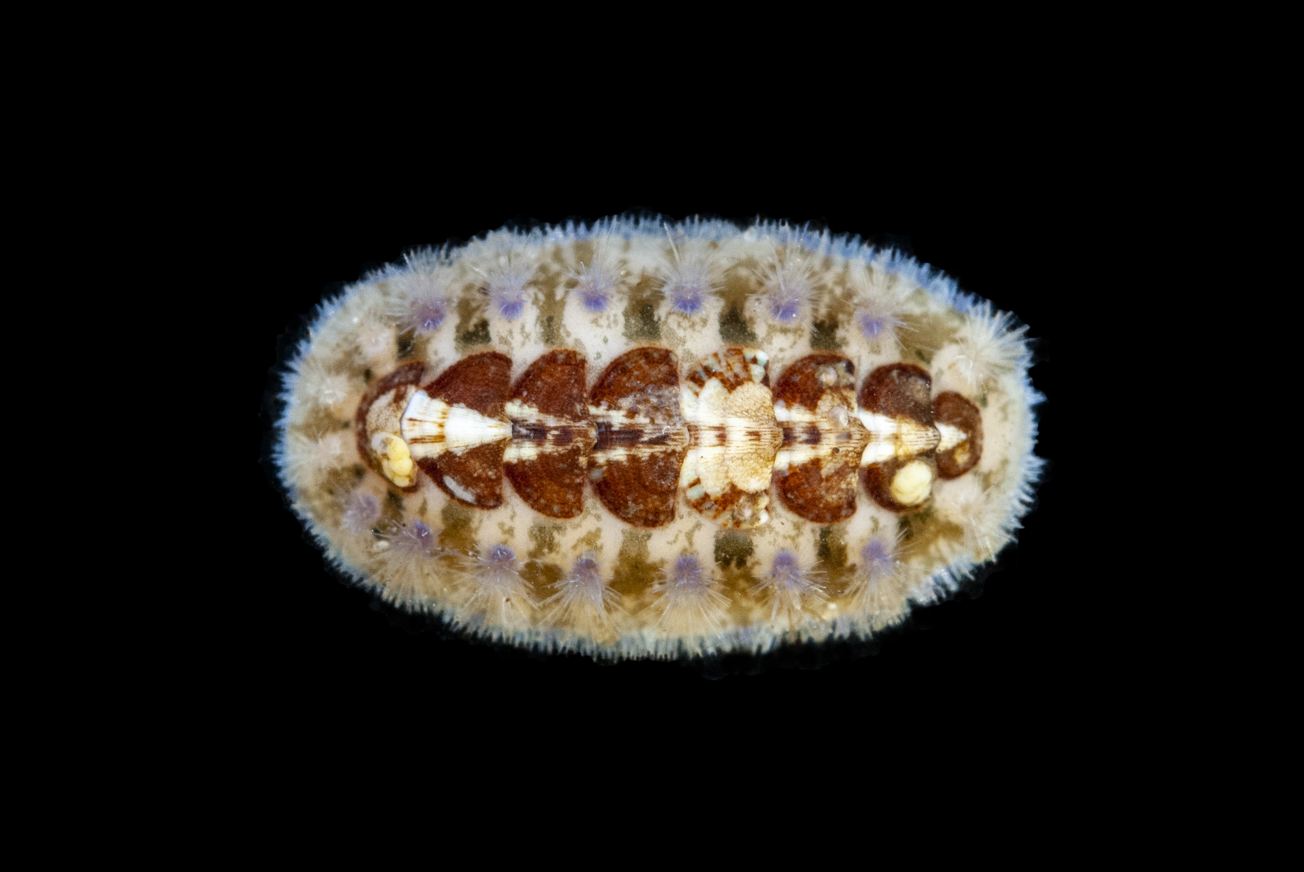 : Acanthochitona crinita.