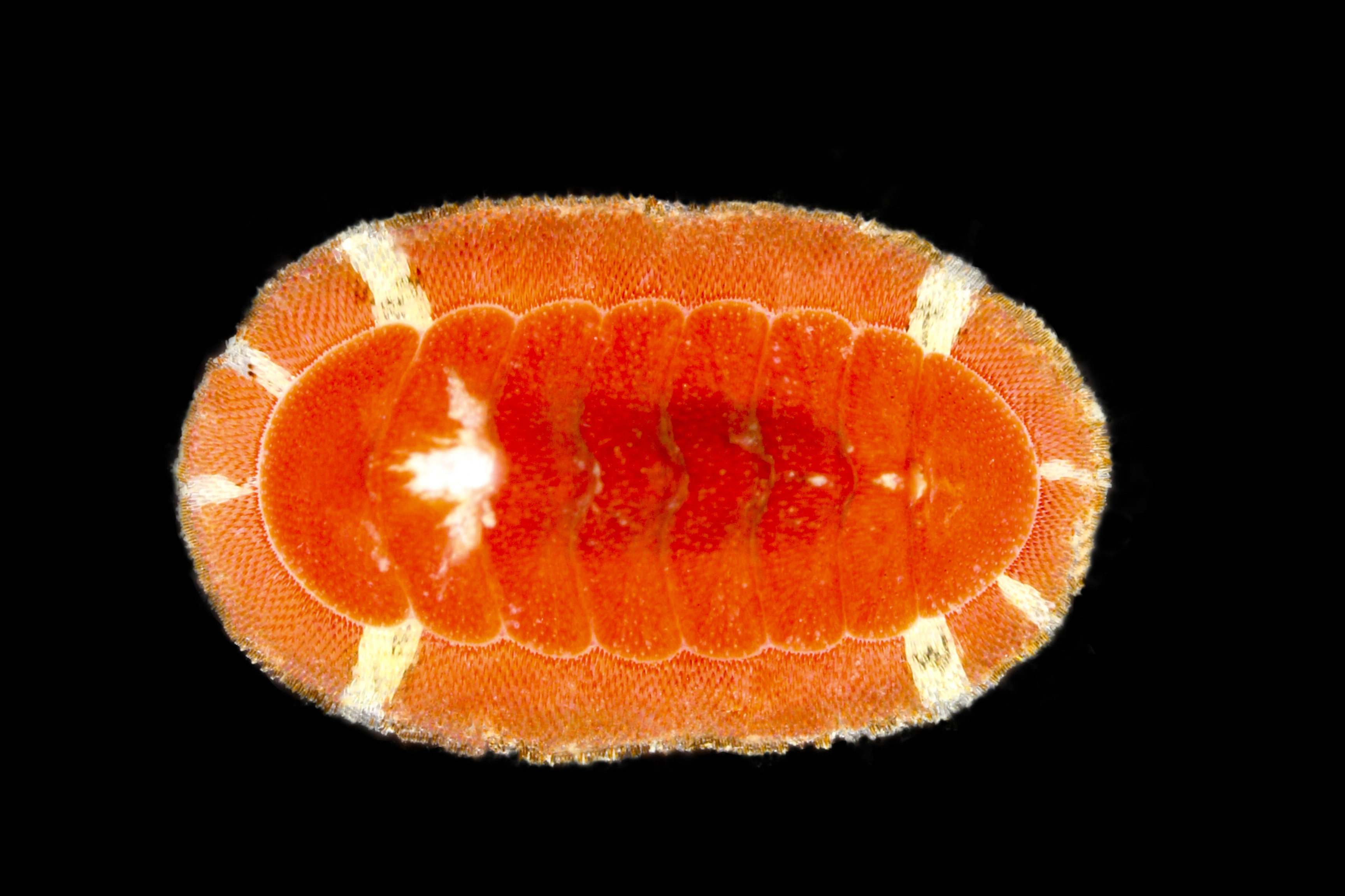 : Callochiton septemvalvis.