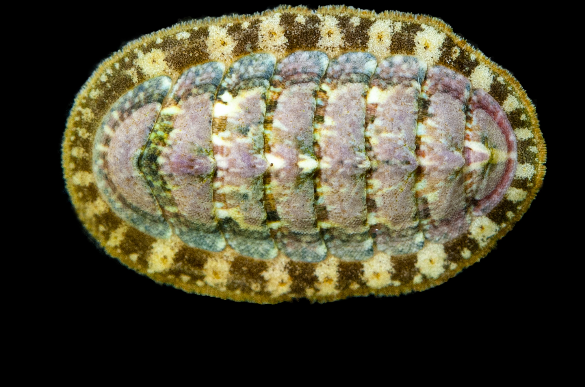 : Lepidochitona cinerea.