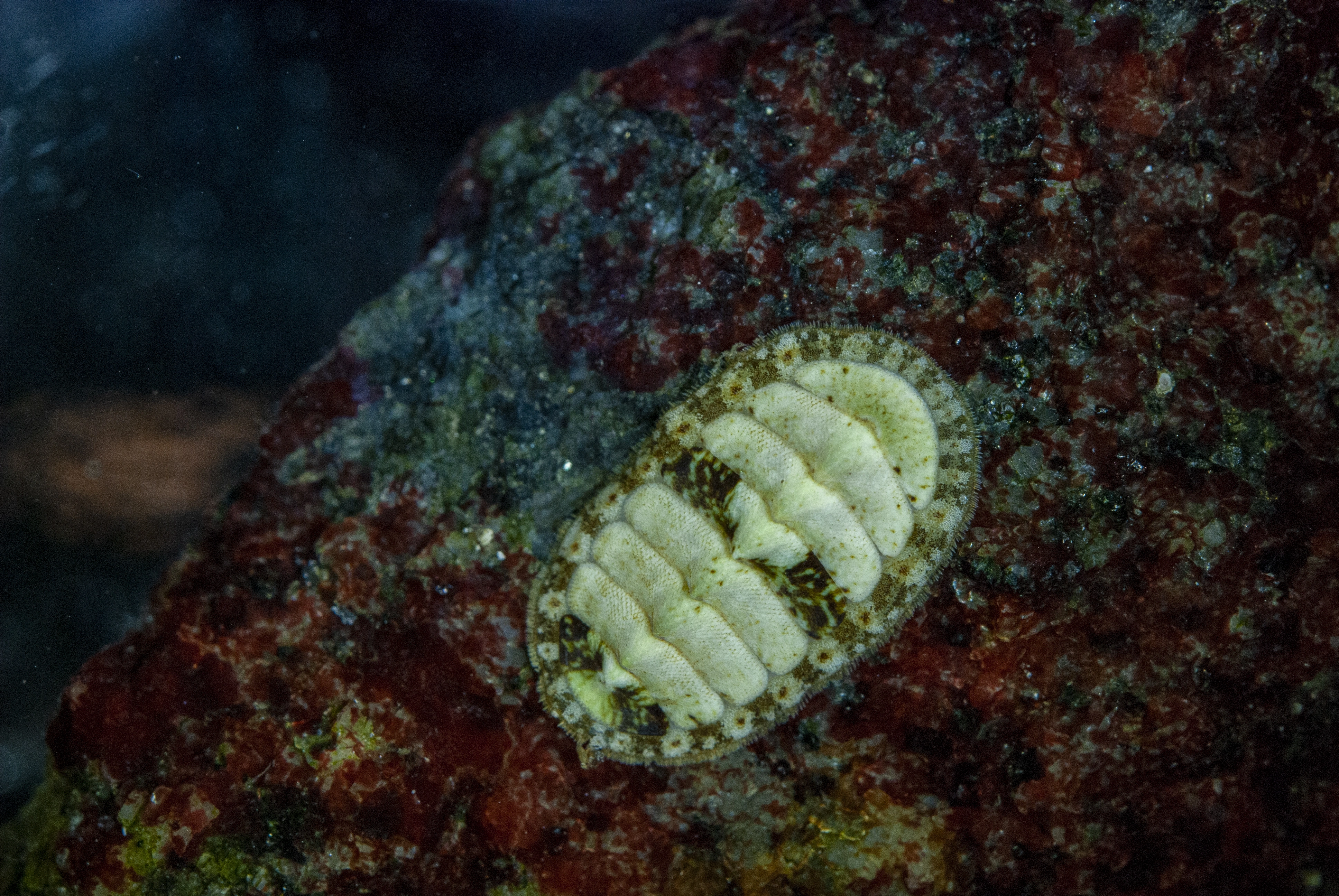 : Lepidochitona cinerea.