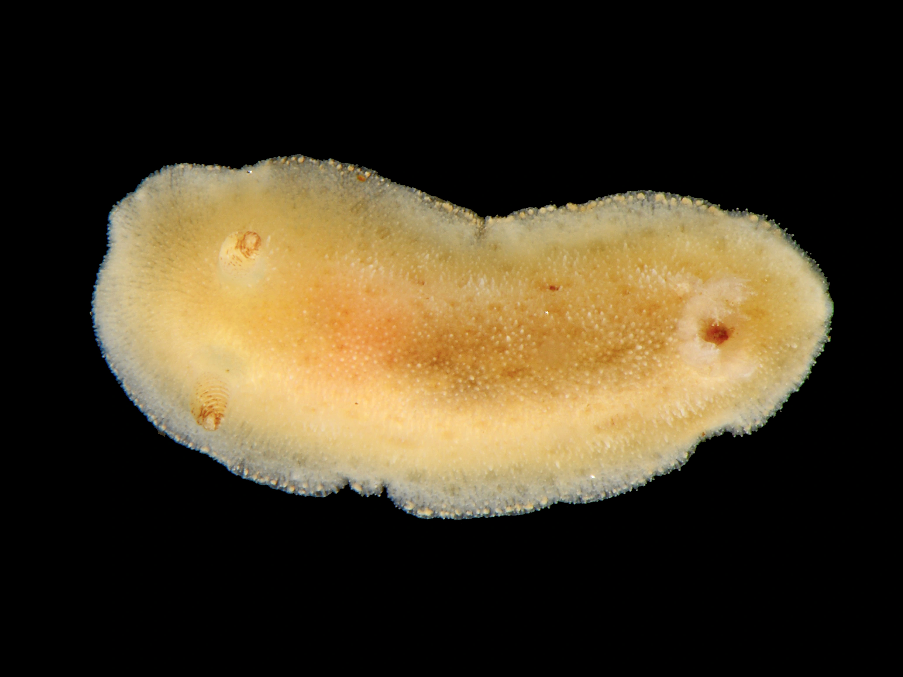 : Jorunna tomentosa.