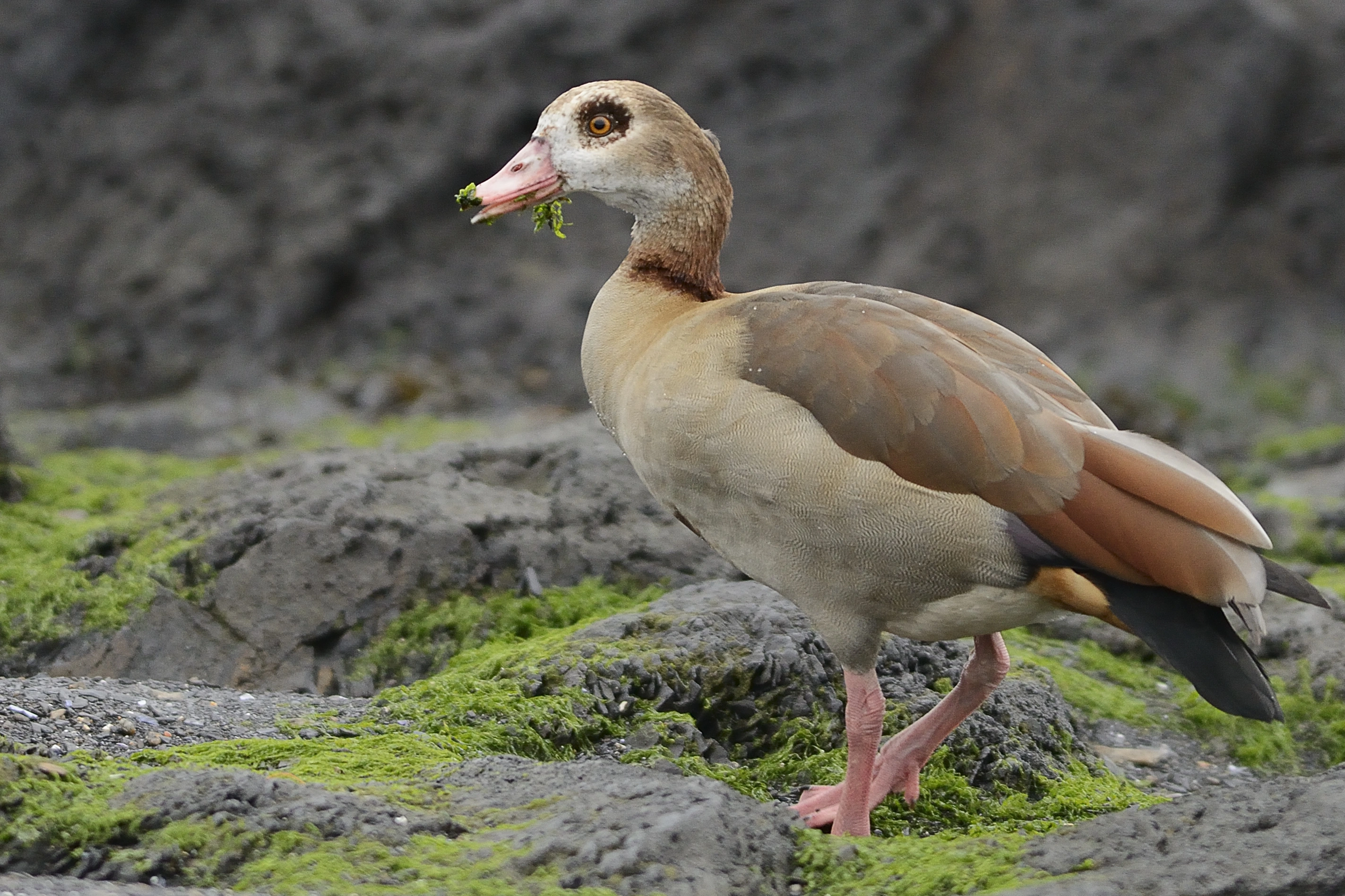 : Alopochen aegyptiaca.