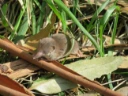 : Crocidura russula.