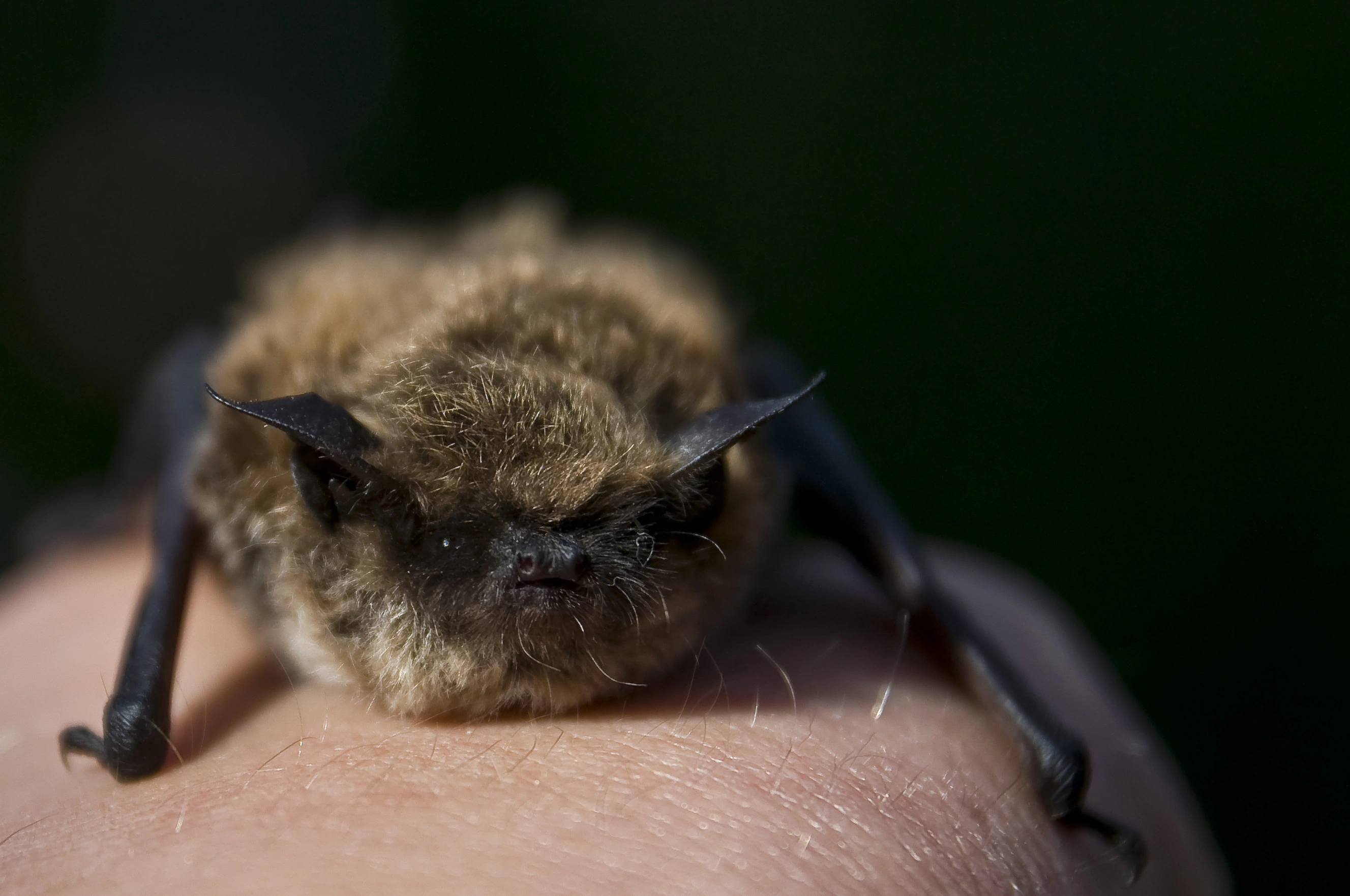 : Myotis brandtii.