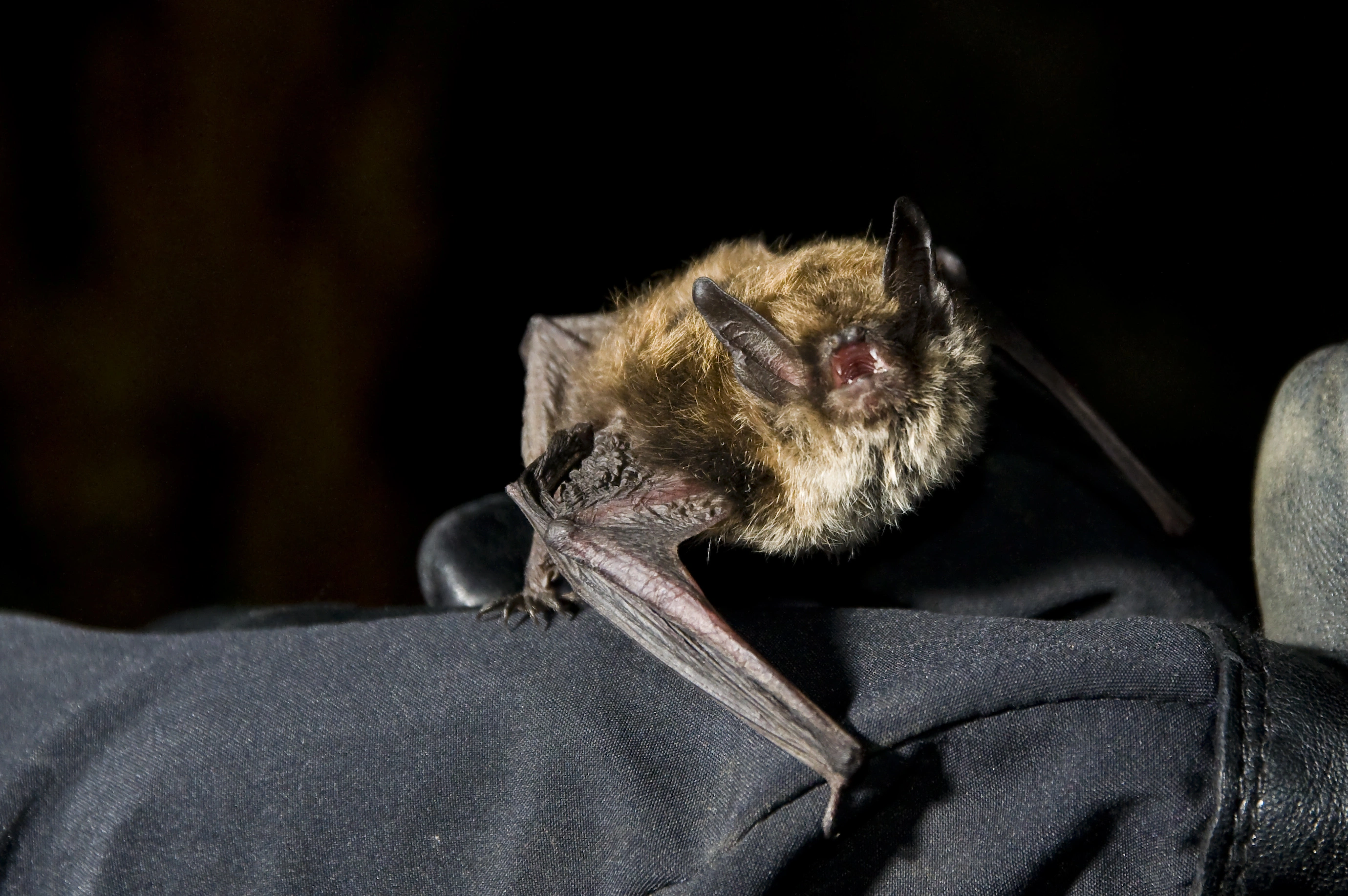 : Myotis mystacinus.