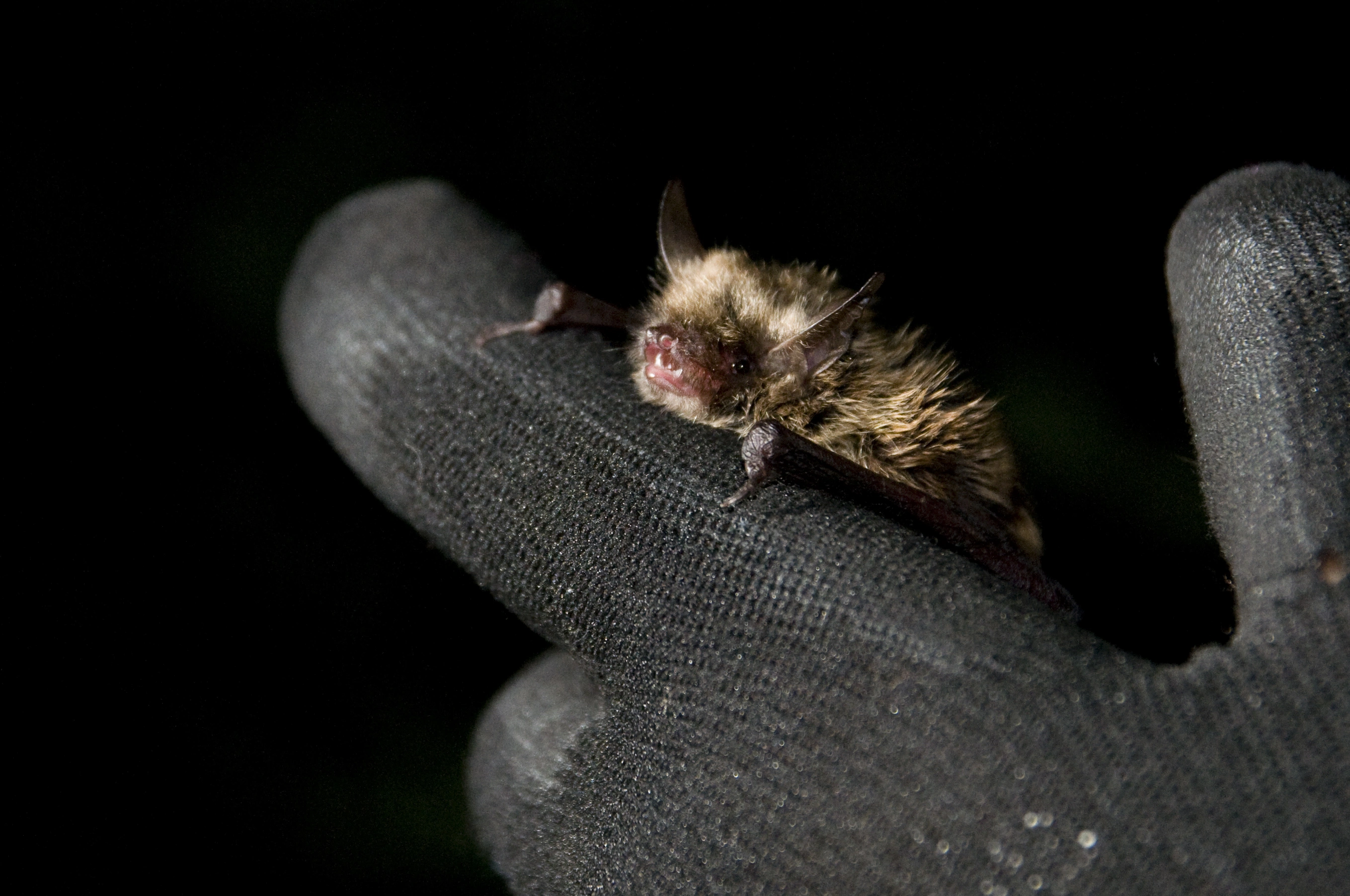 : Myotis brandtii.