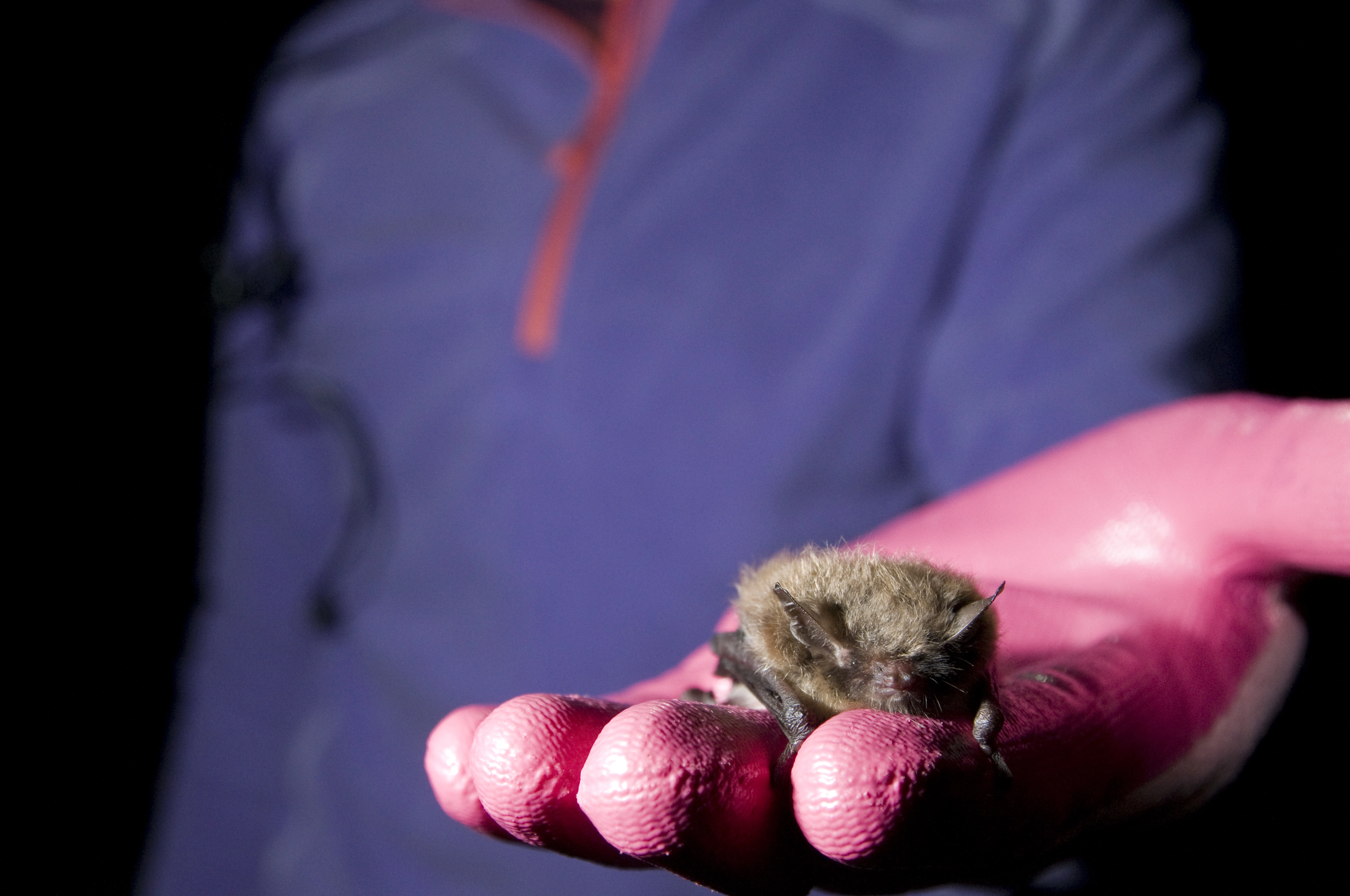 : Myotis brandtii.