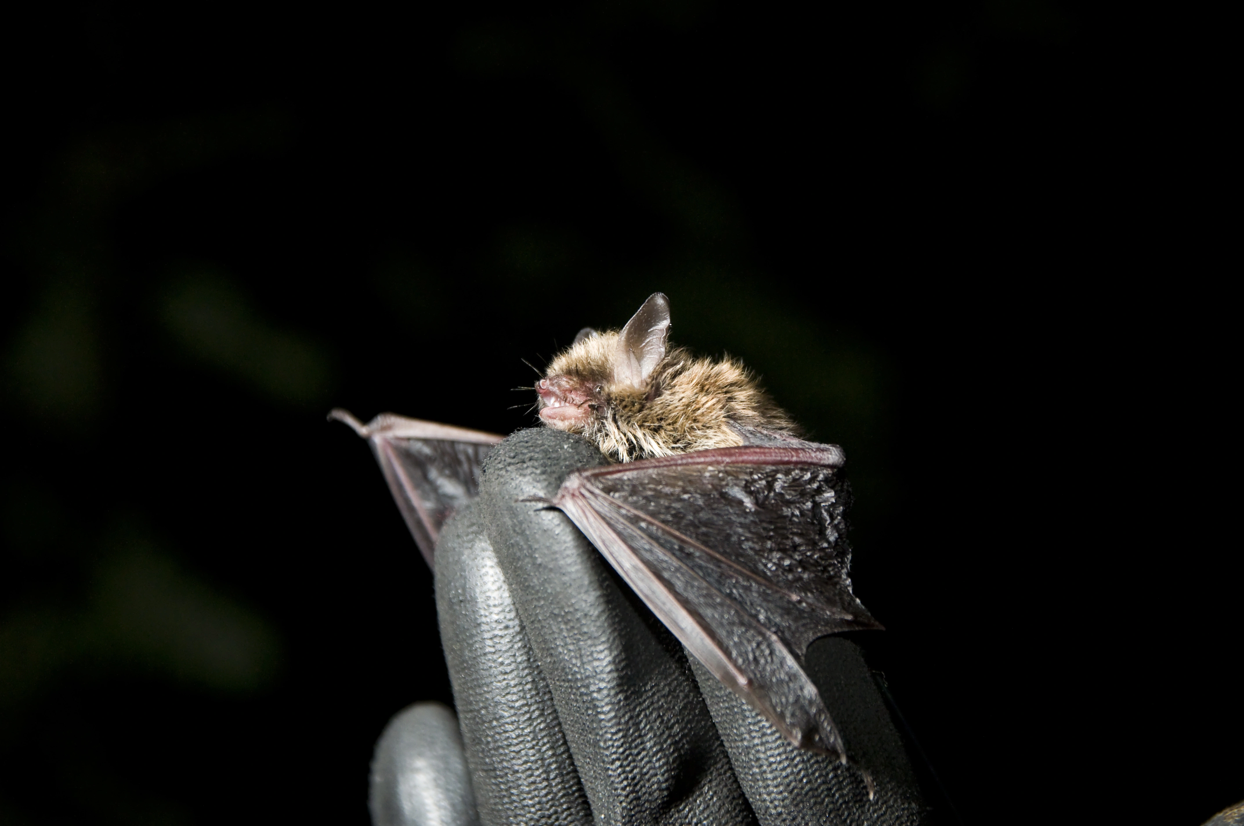 : Myotis brandtii.