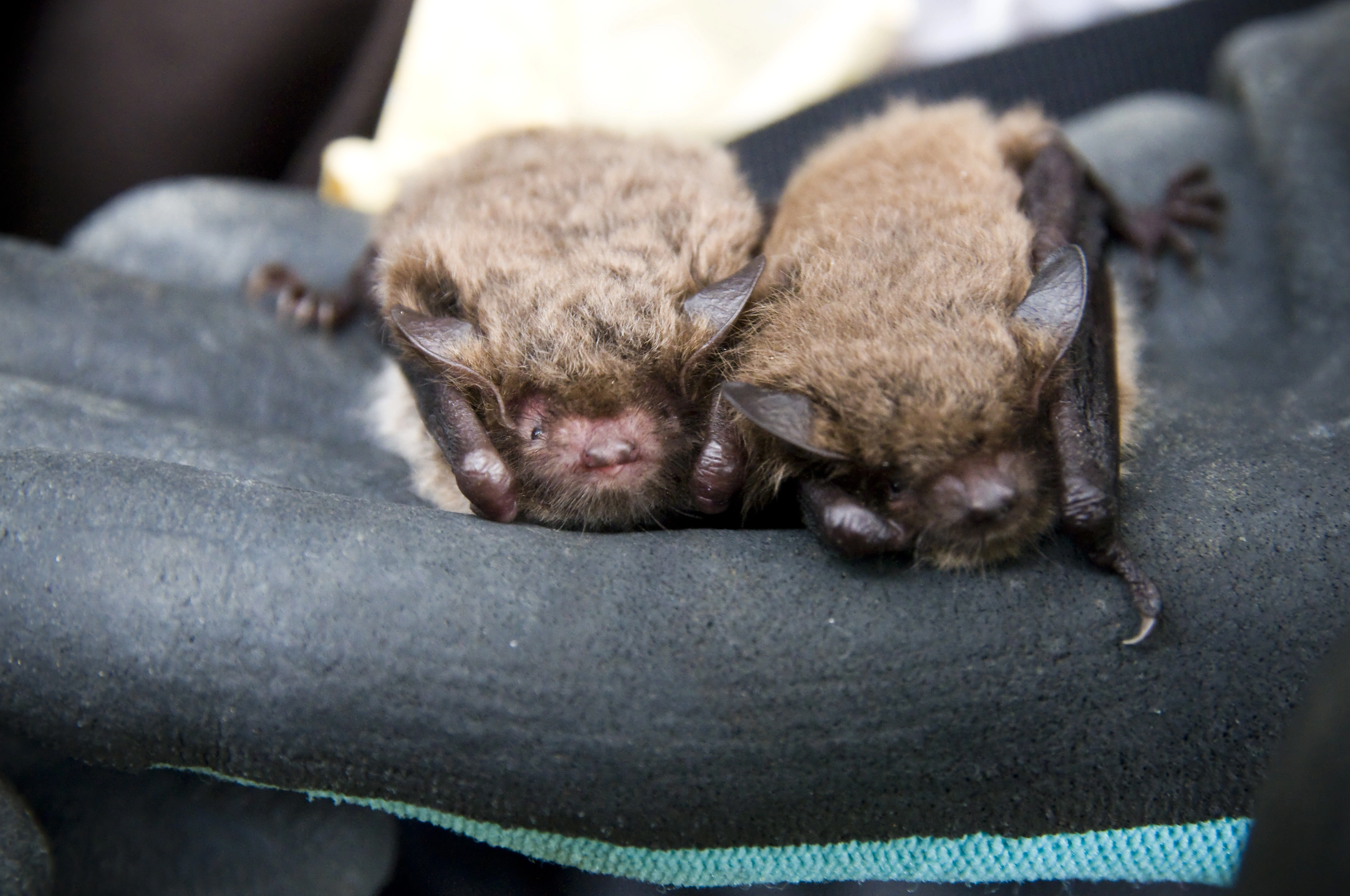 : Myotis daubentonii.