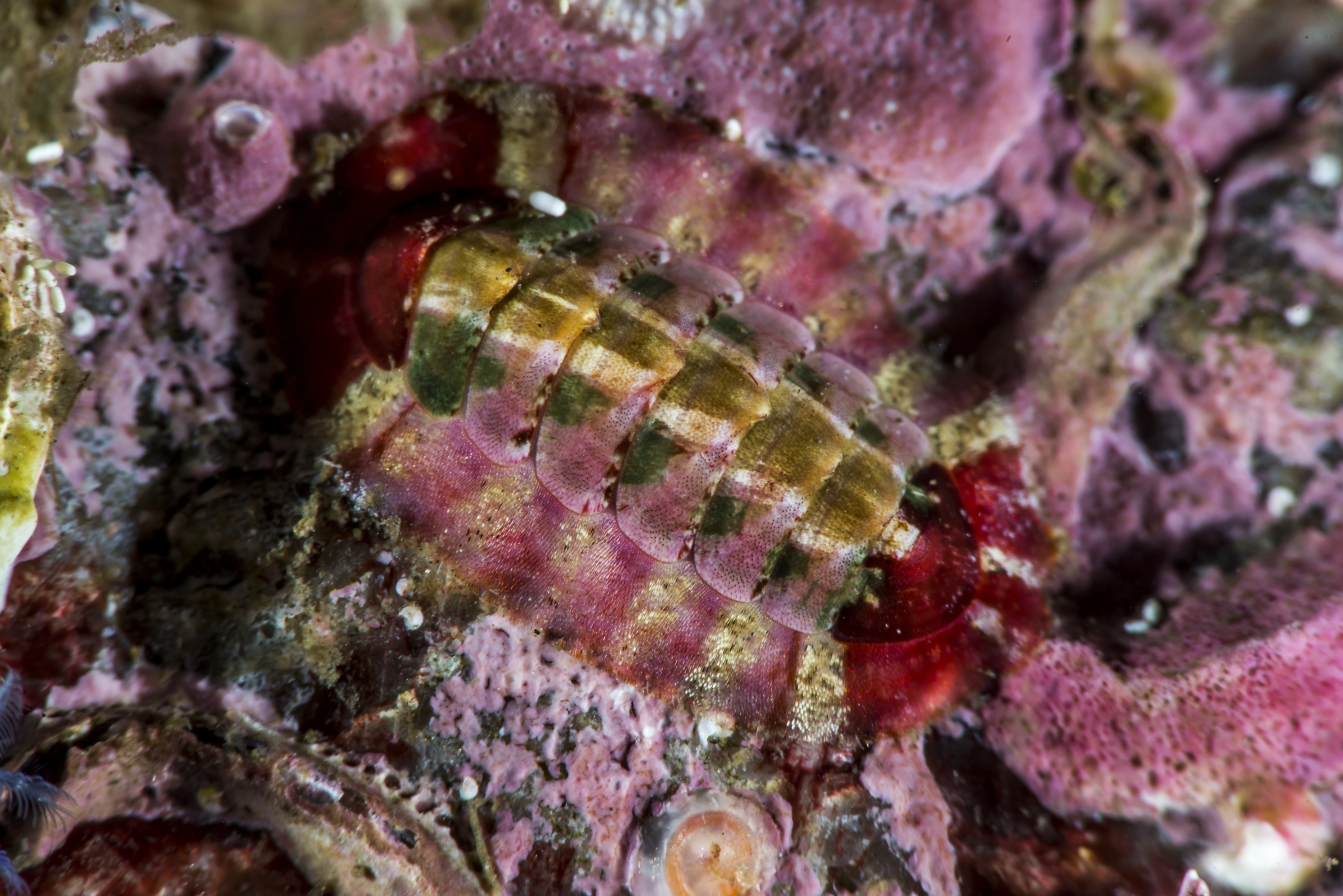 : Callochiton septemvalvis.