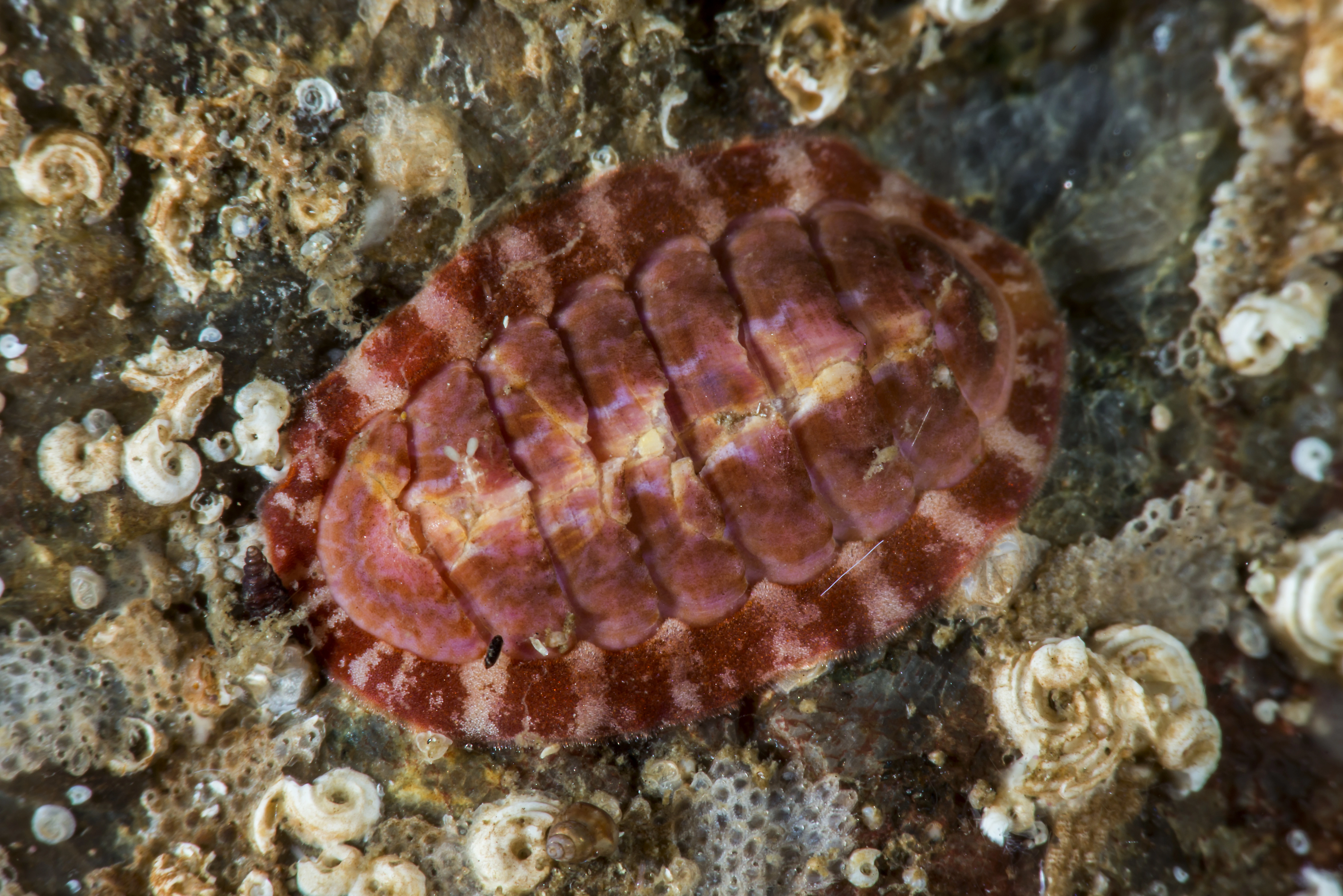 : Boreochiton ruber.