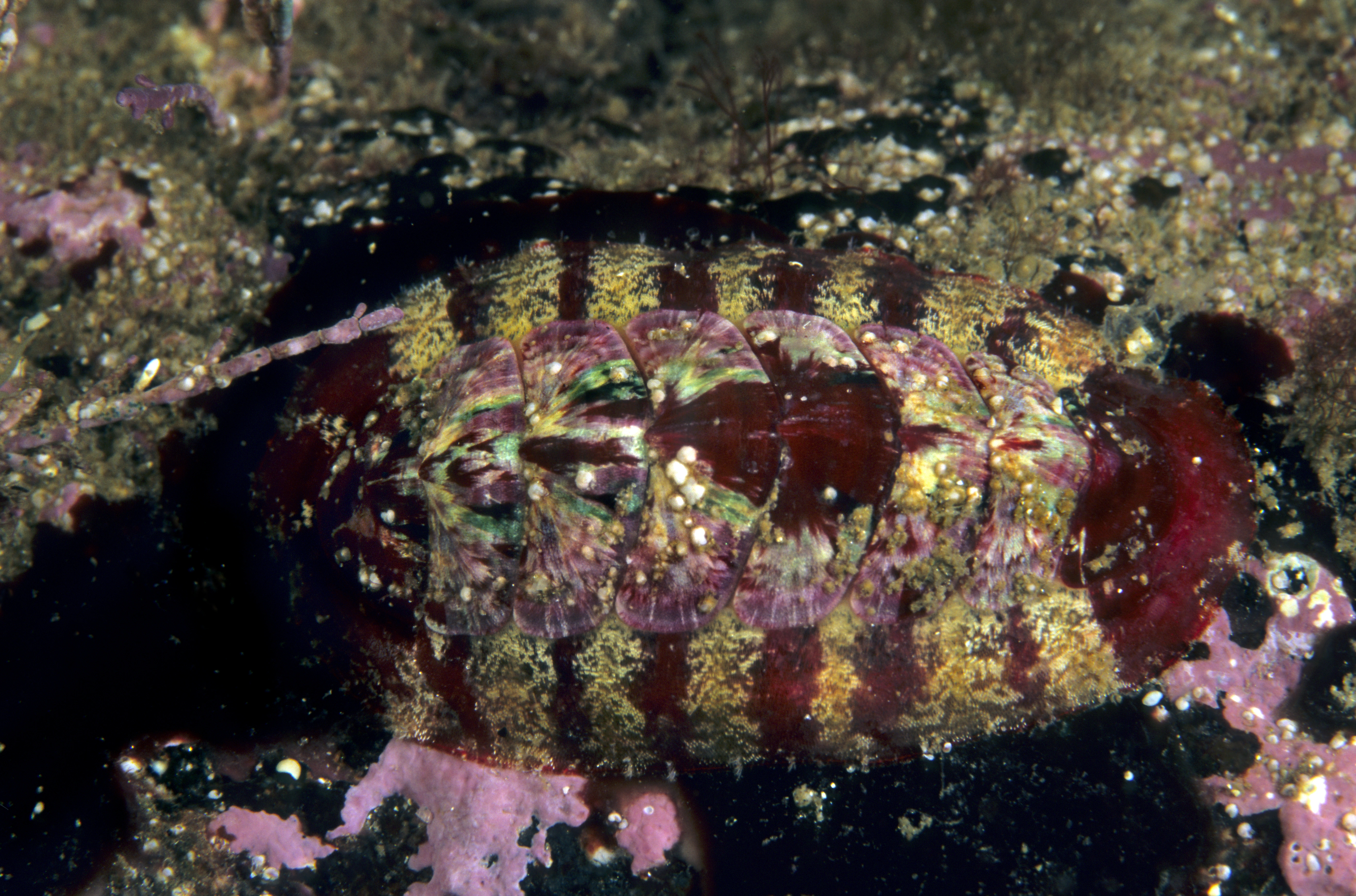 : Callochiton septemvalvis.