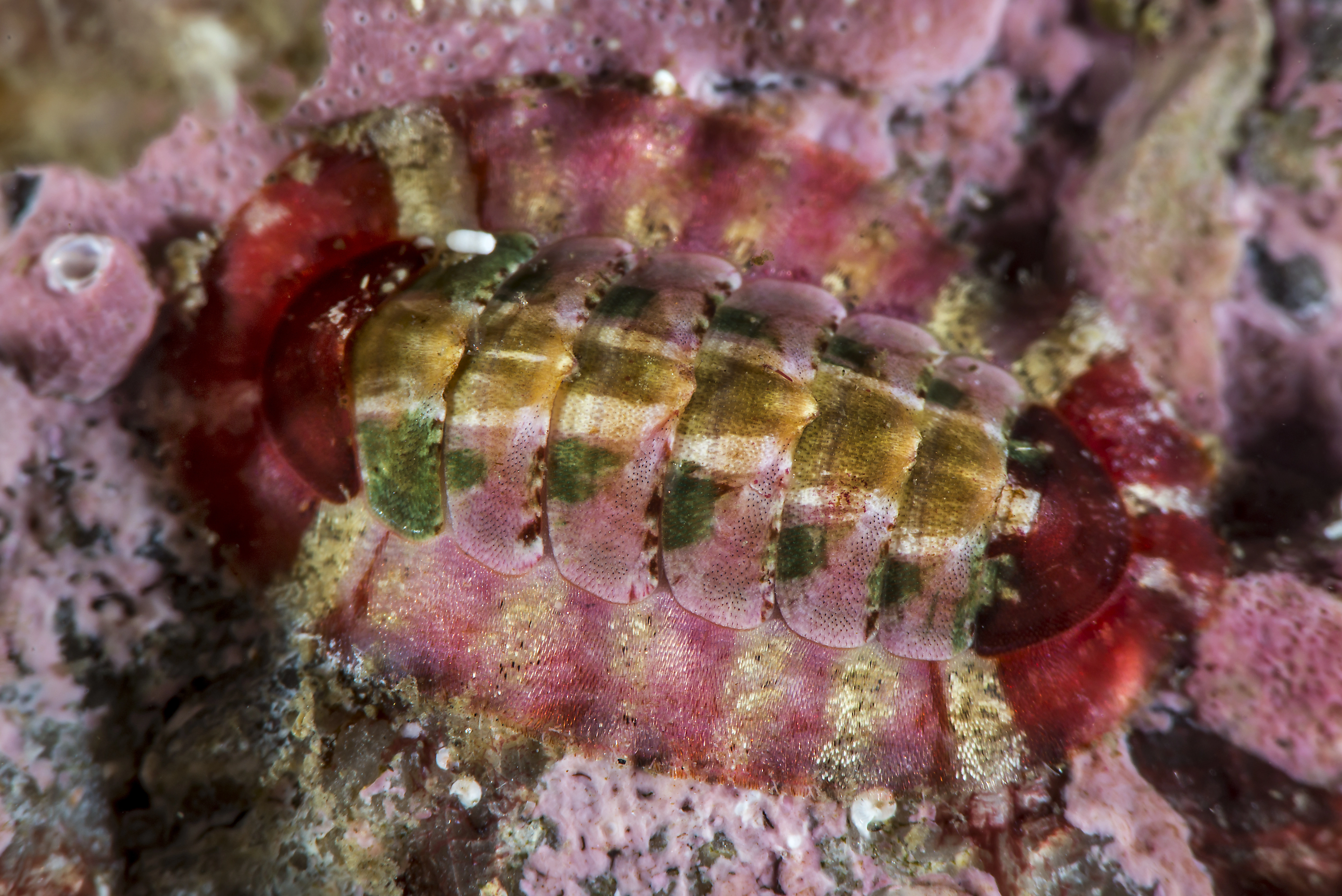 : Callochiton septemvalvis.